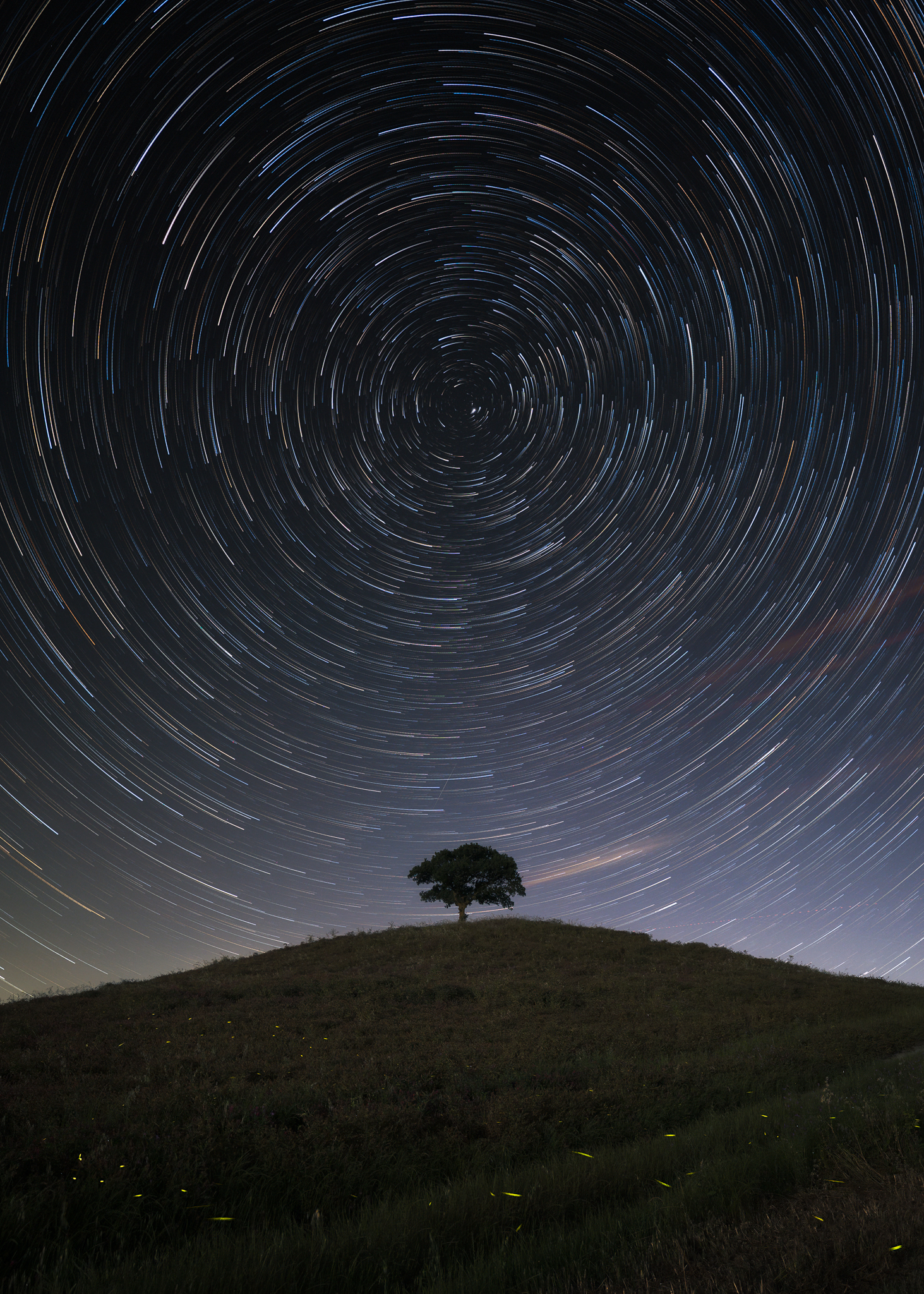 L'albero delle stelle