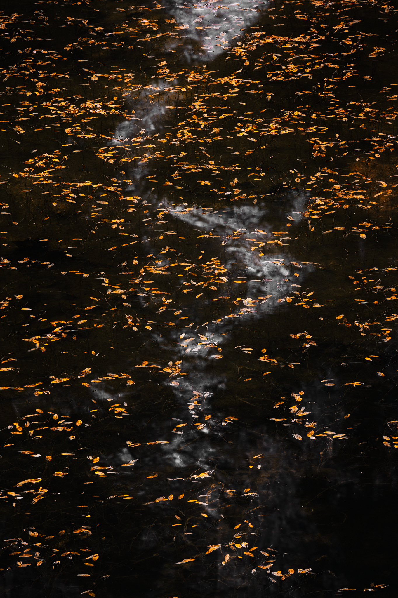 Autumn abstractions on the lake
