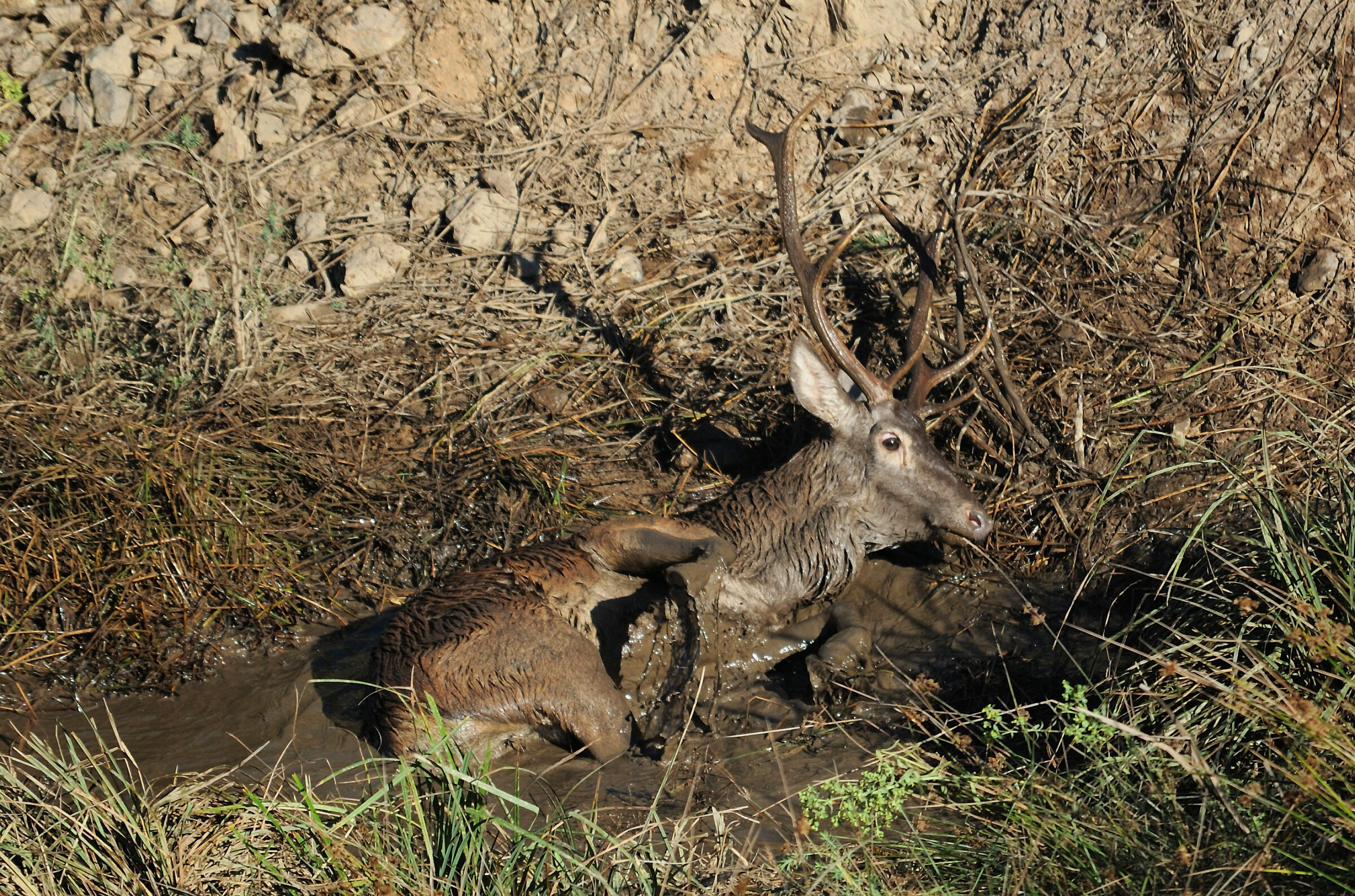 Deer in Garlic