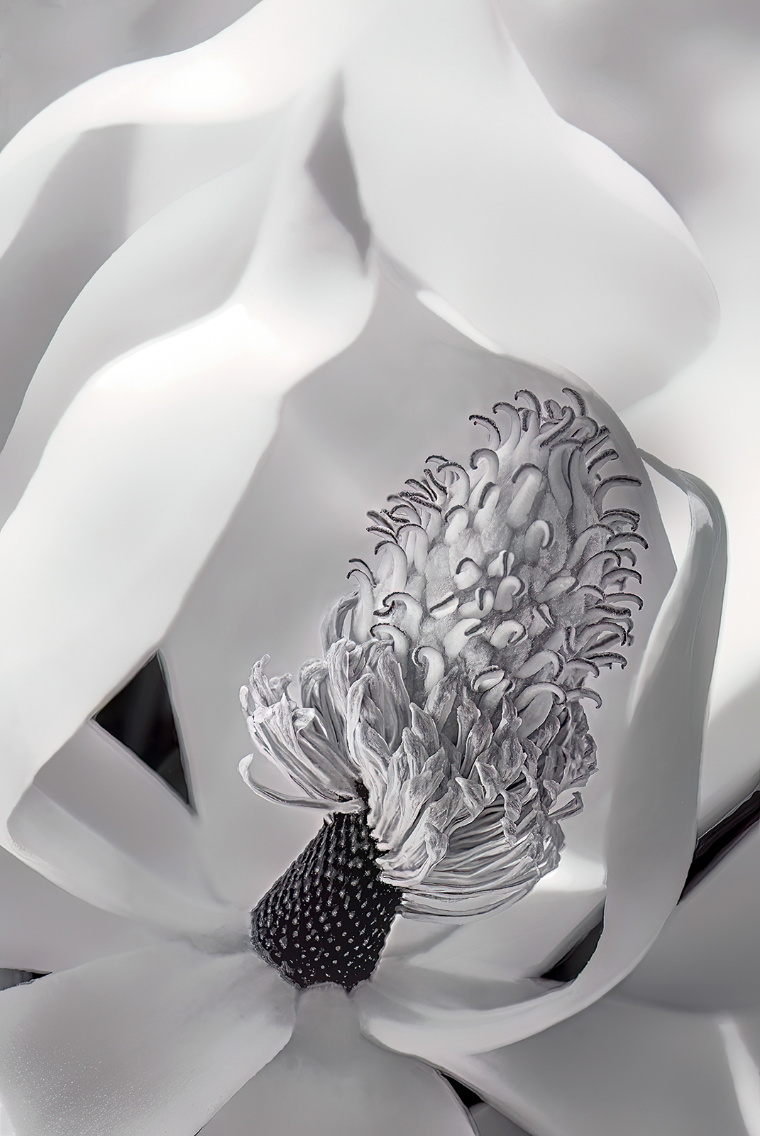 Magnolia grandiflora