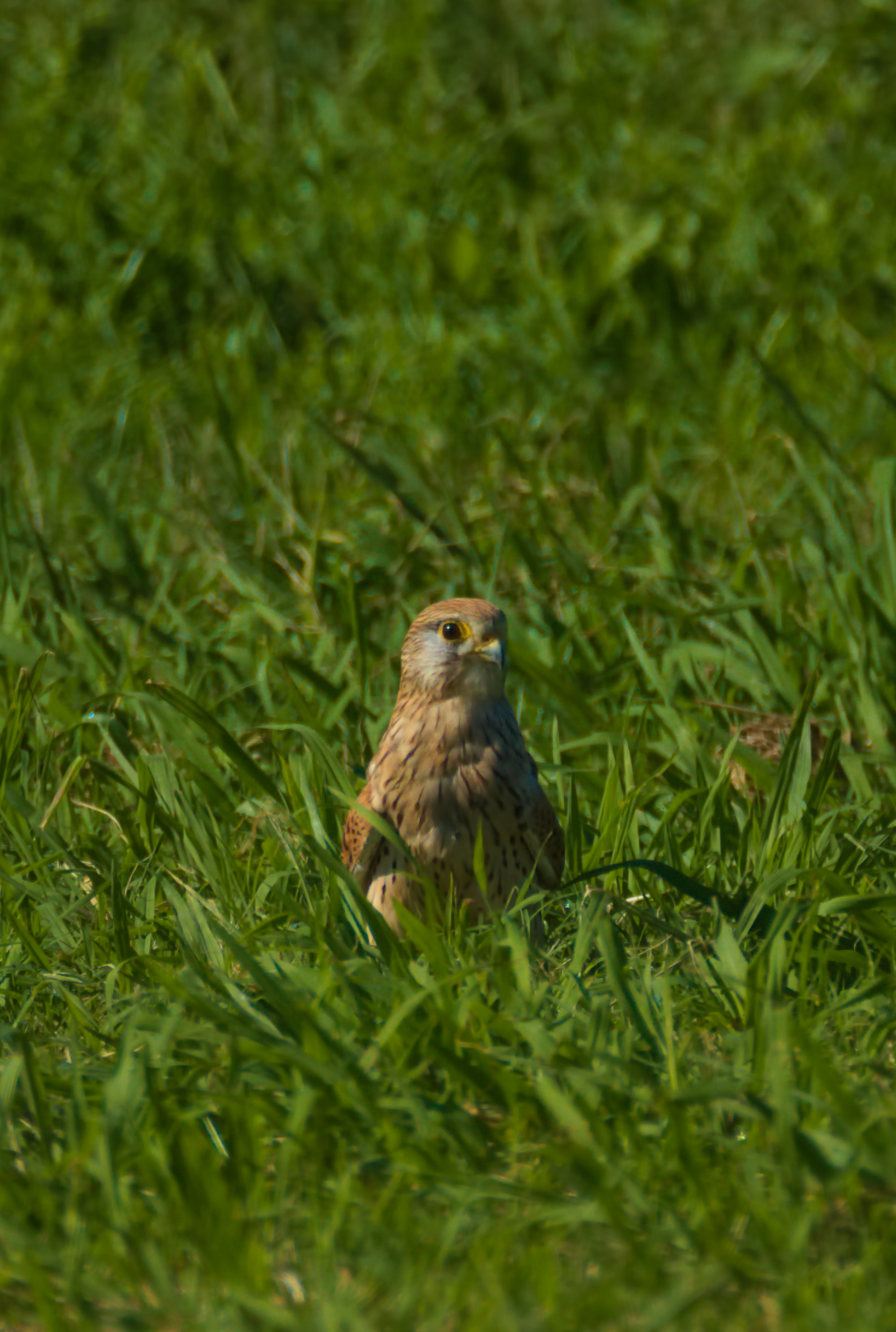 Kestrel