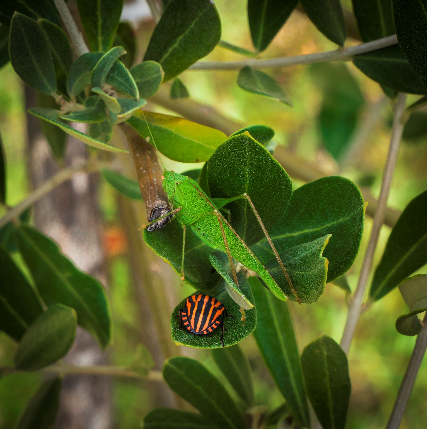 "Una poltrona per due"