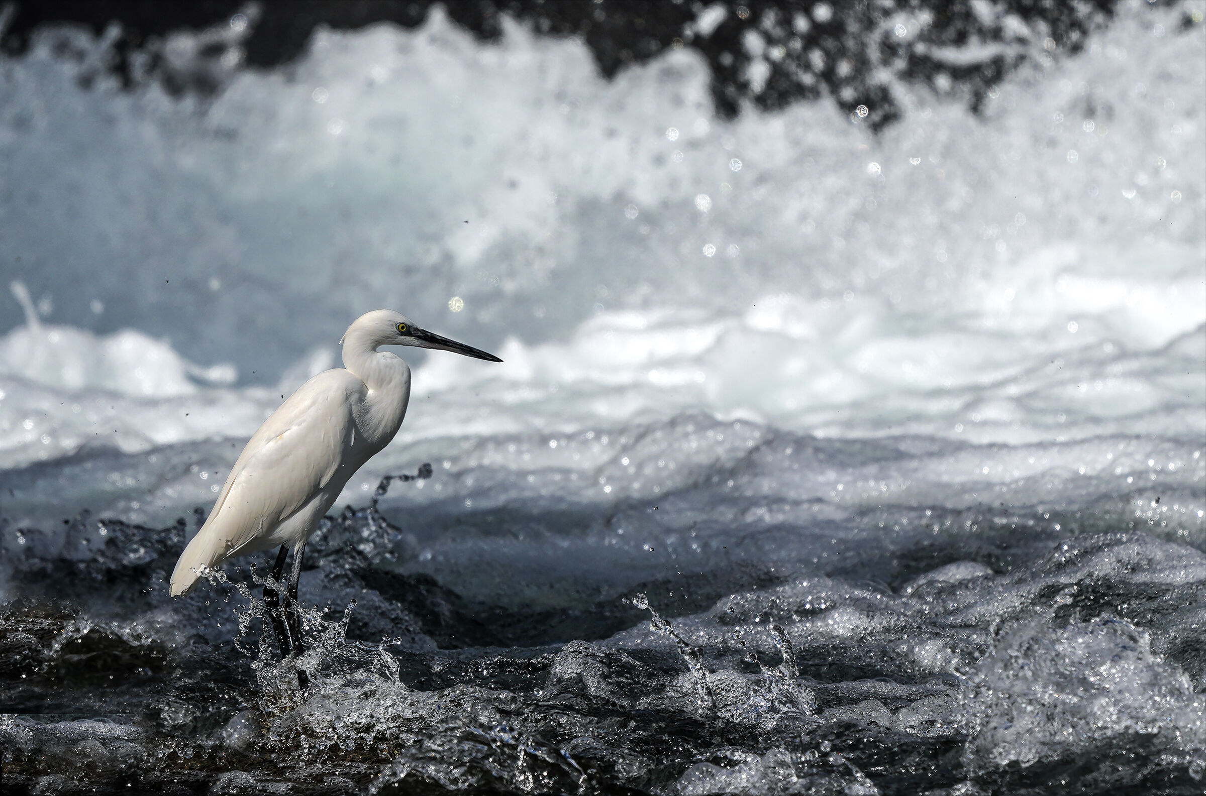 The Egret