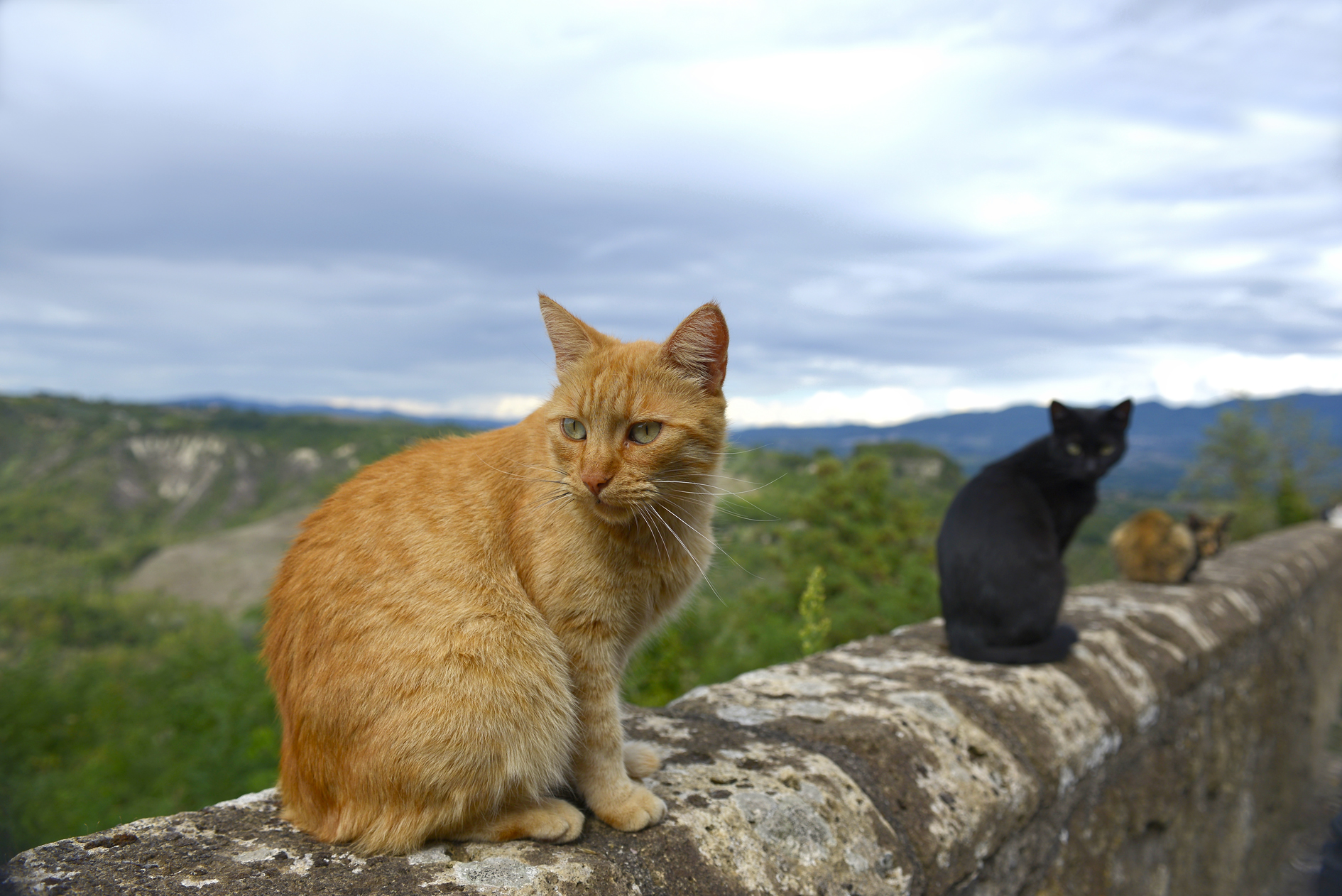 Cats of Civitella d'Agliano