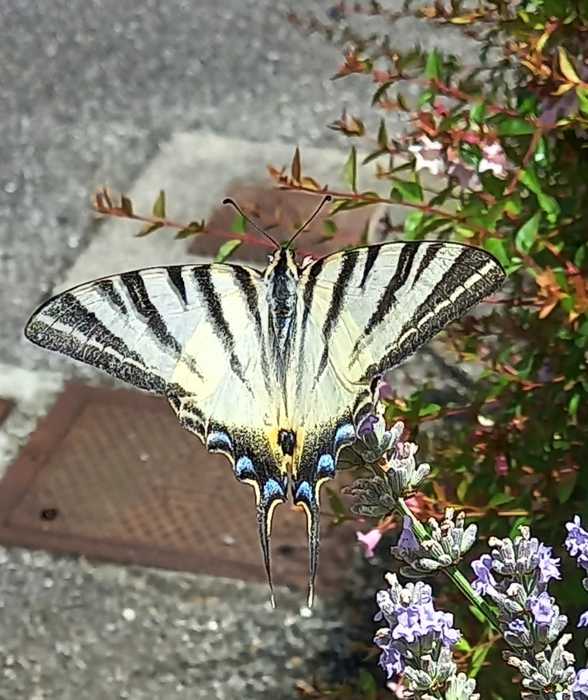 farfalla macaone