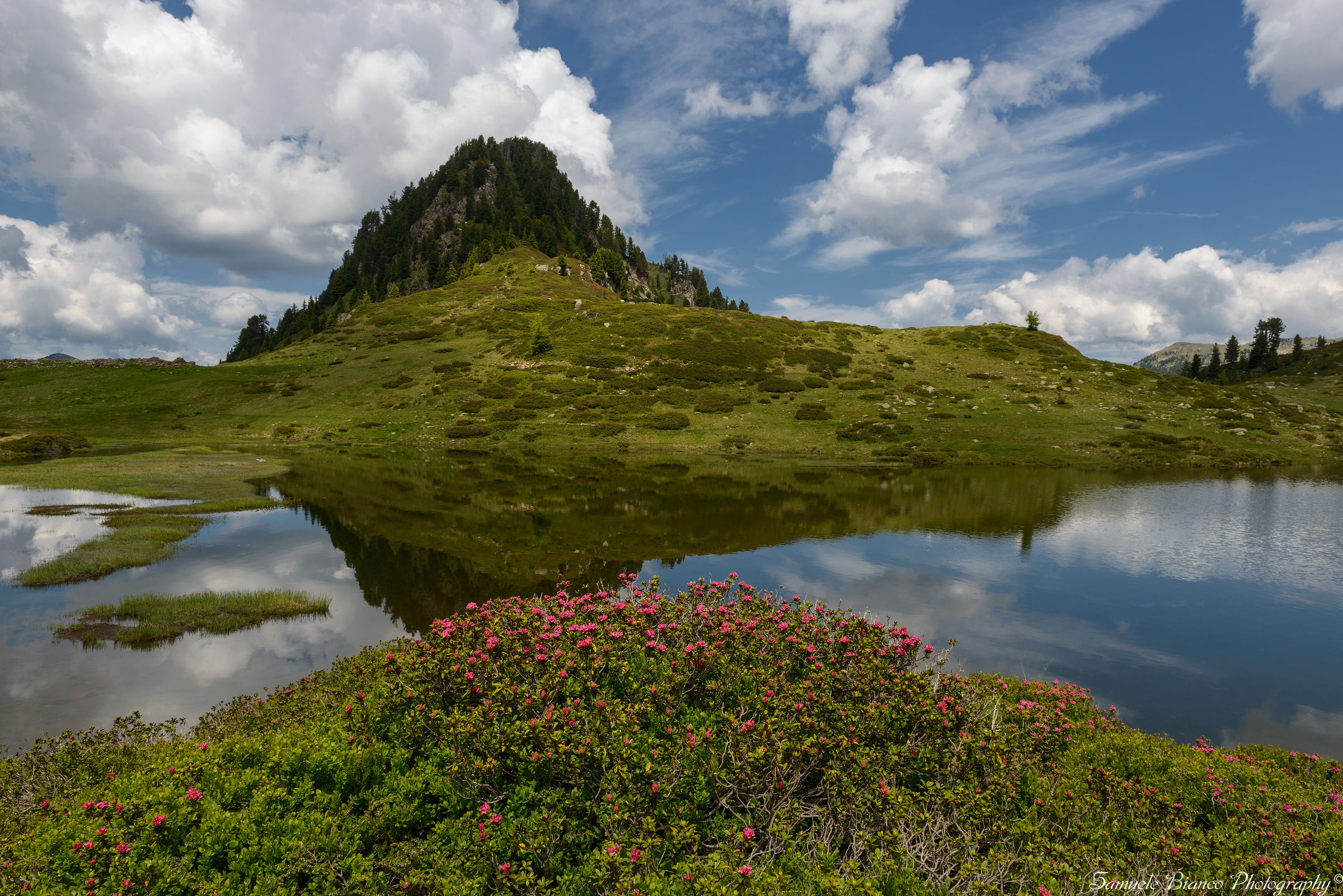Rhododendrons and Lake Buse
