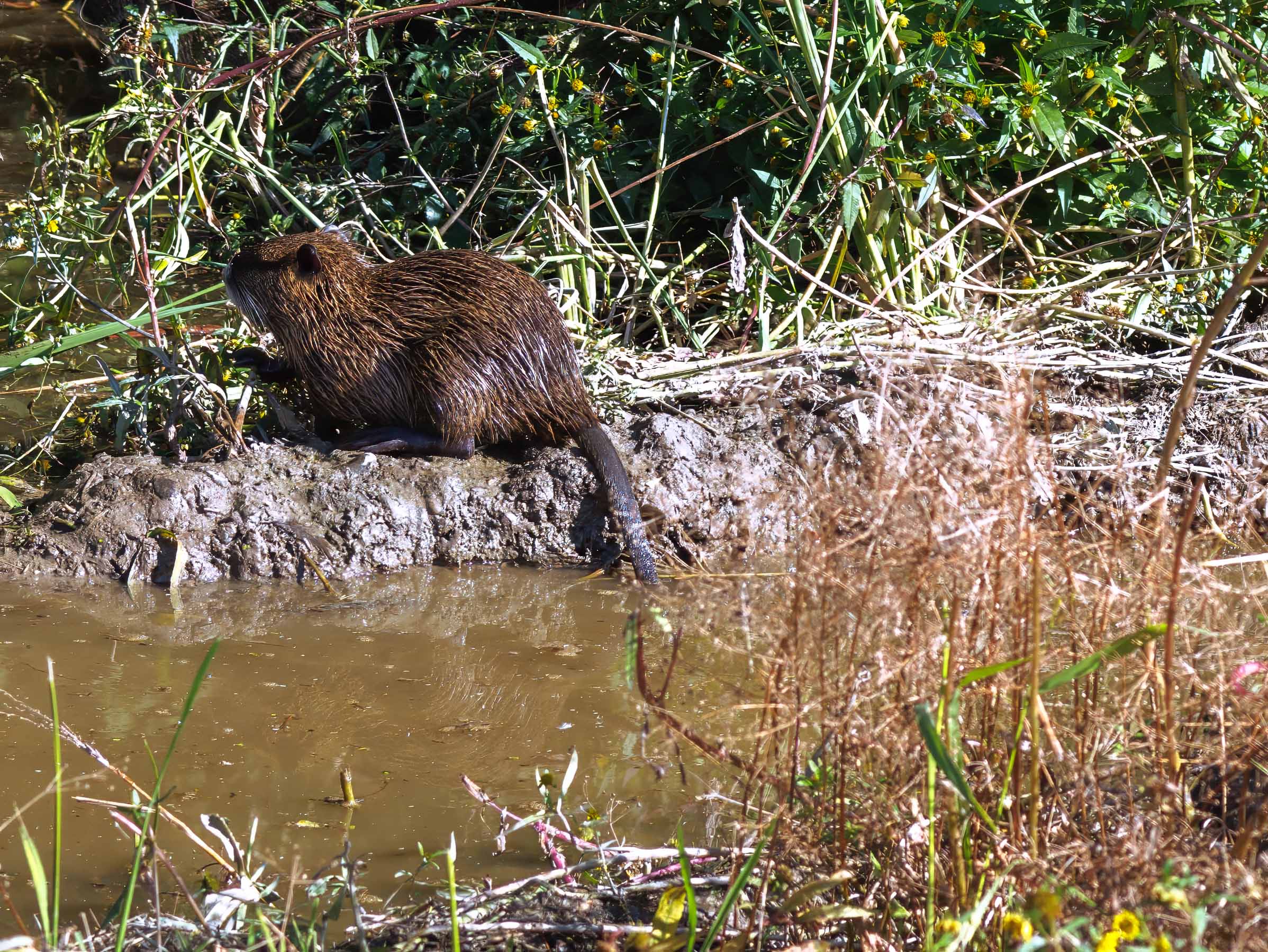 Nutria bagnata, nutria fortunata