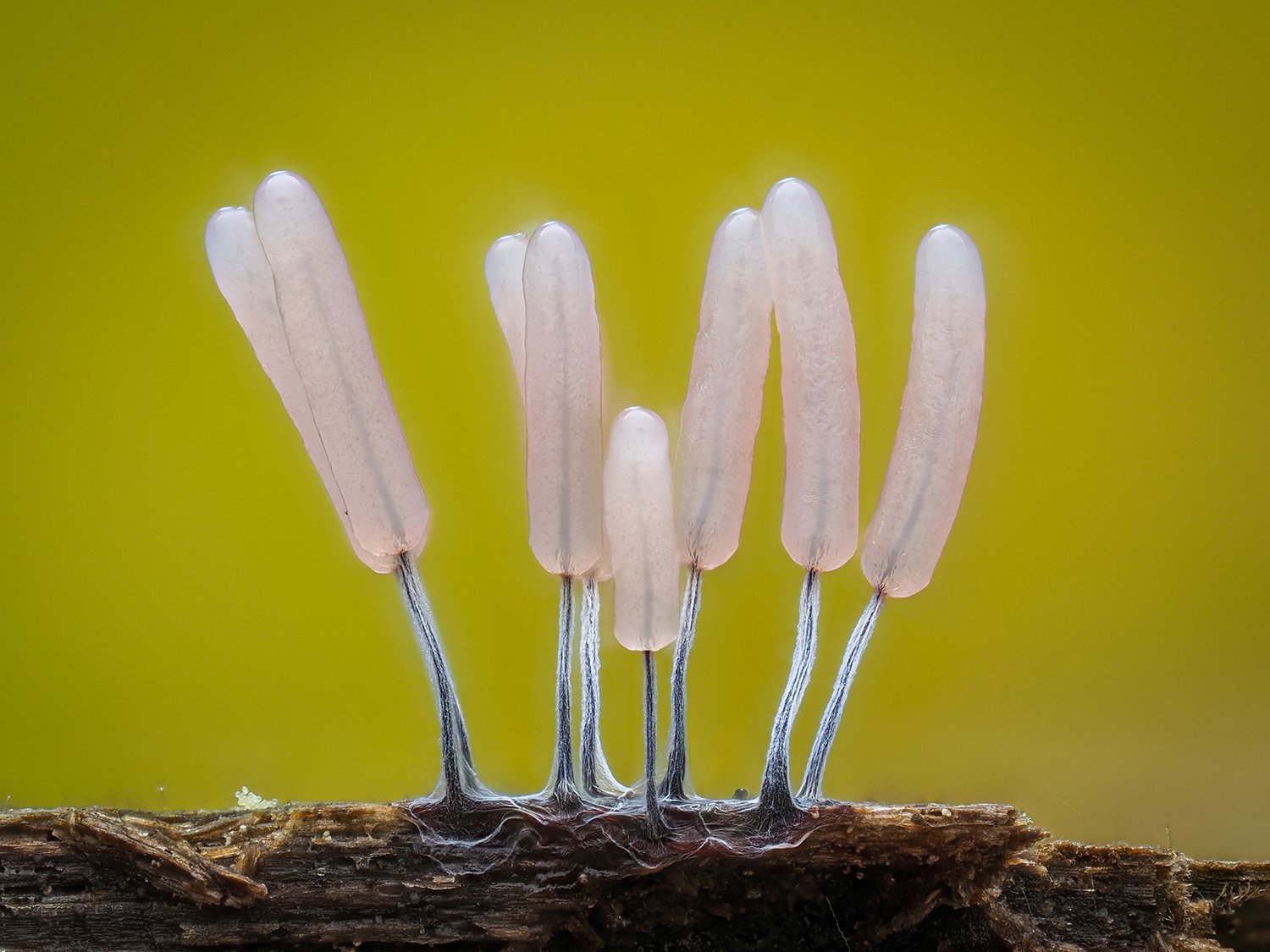 Stemonitopsis typhina