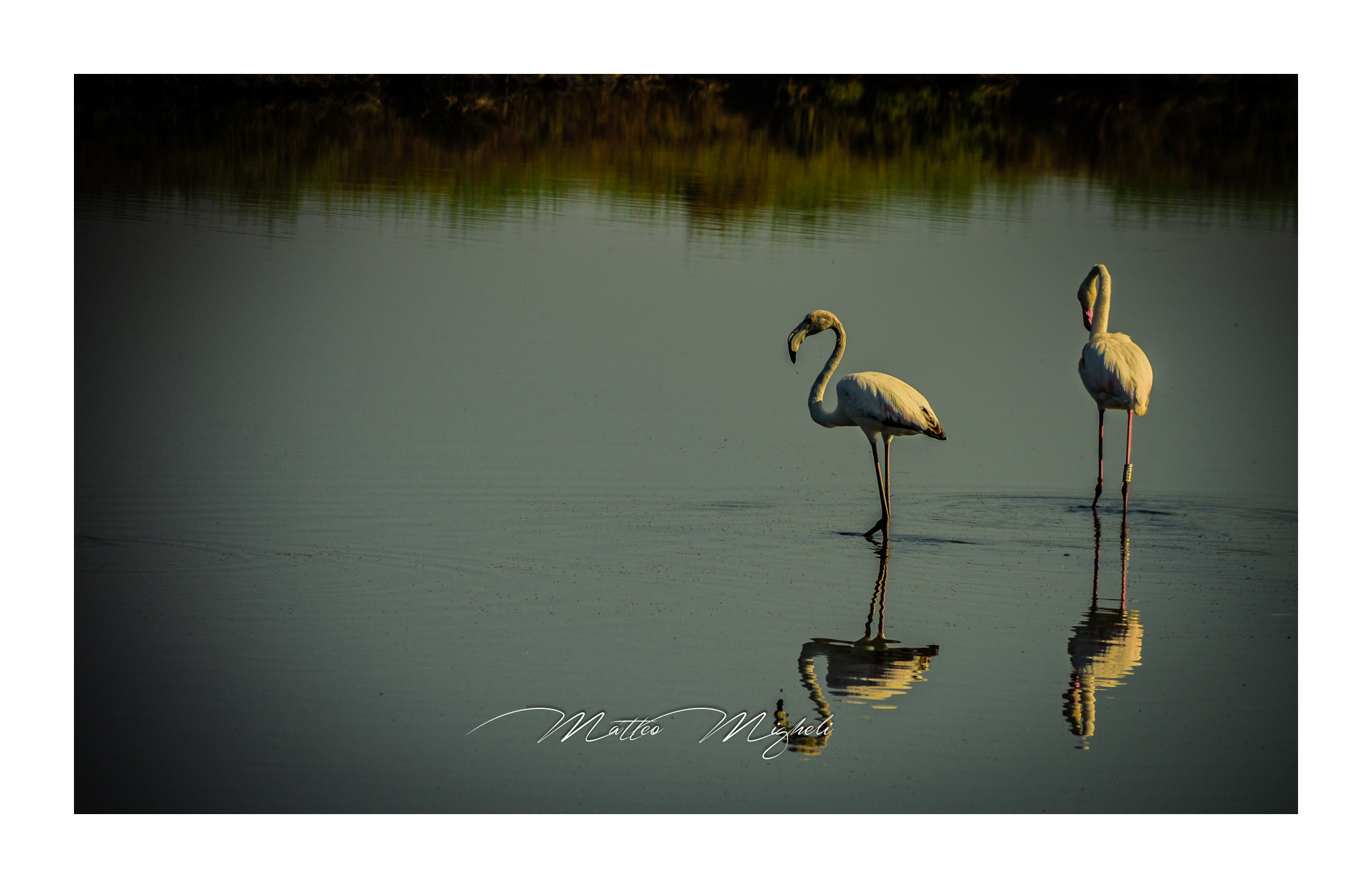 Flamingoes