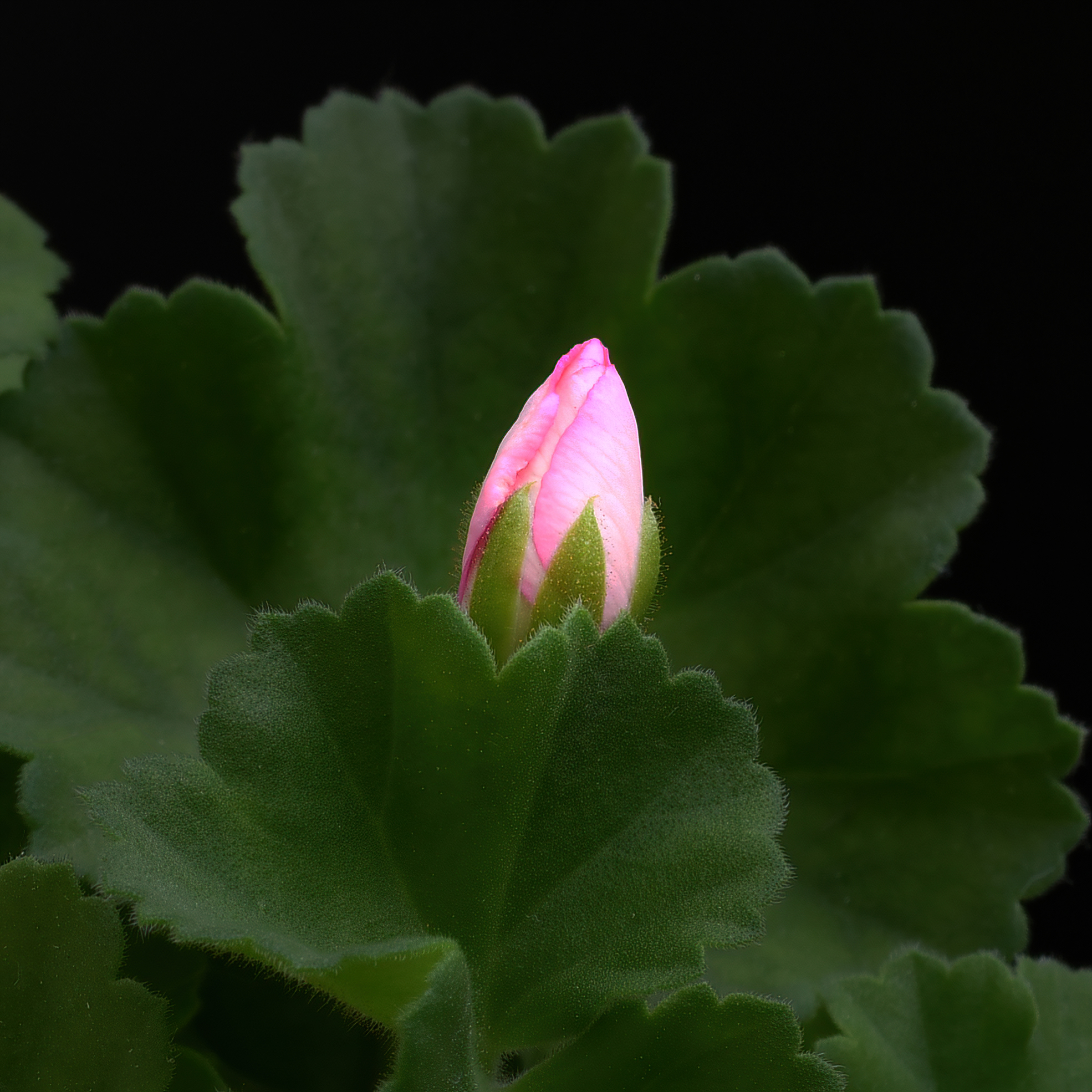 A small floral lamp...