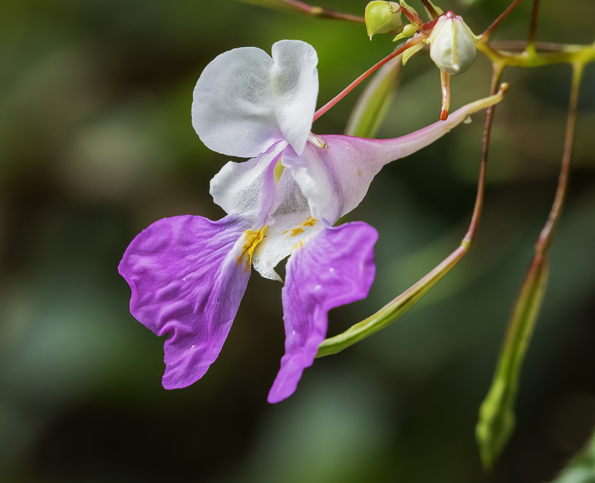 Impatiens balfourii...