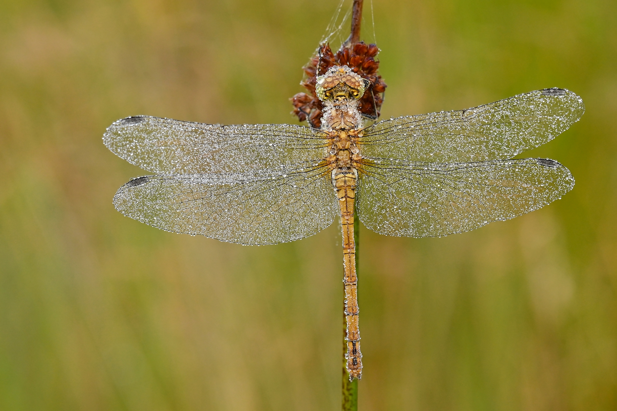 Vá?ka rudá (Sympetrum sanguineum)
