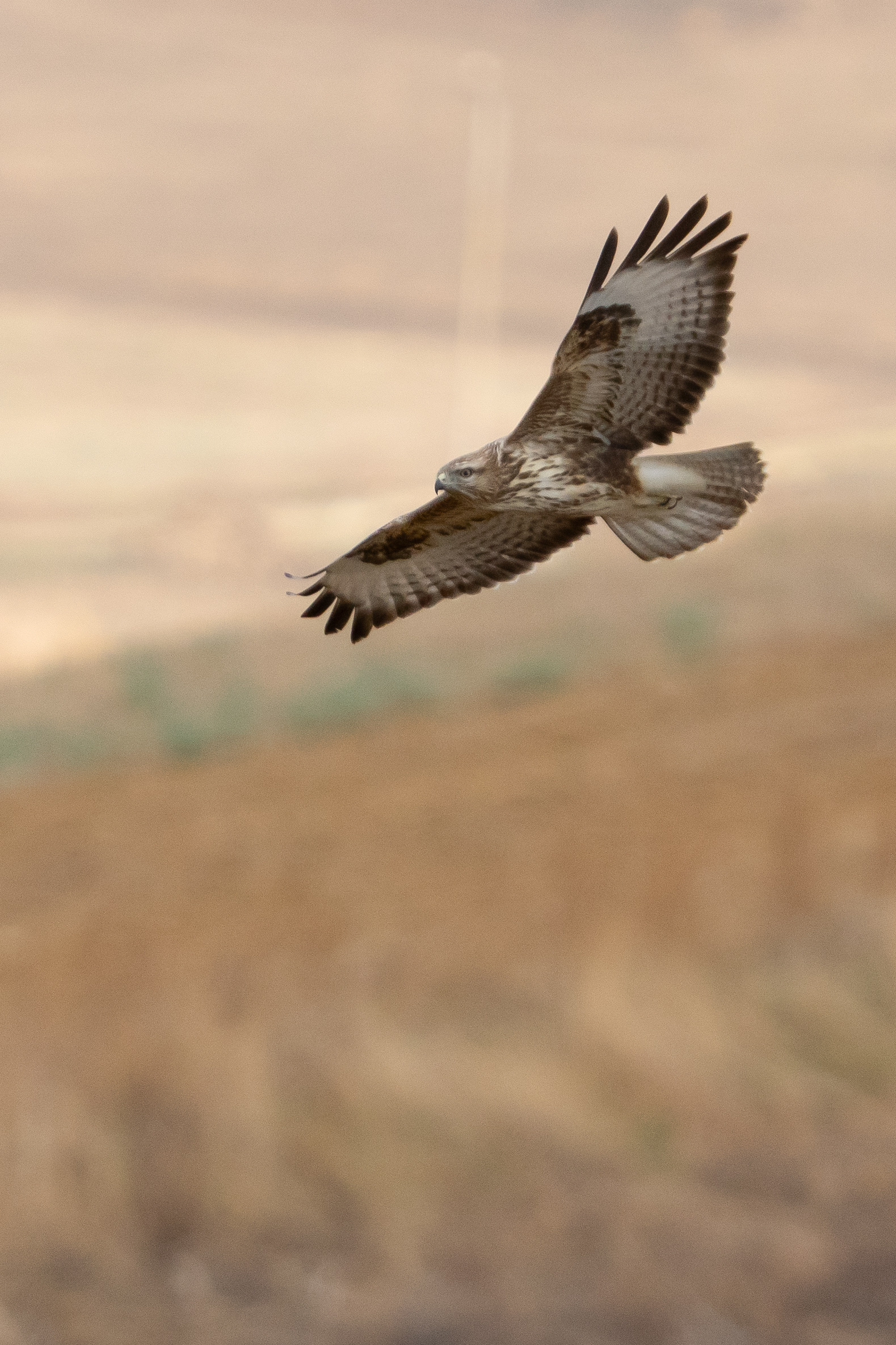 Poiana nelle campagne siciliane