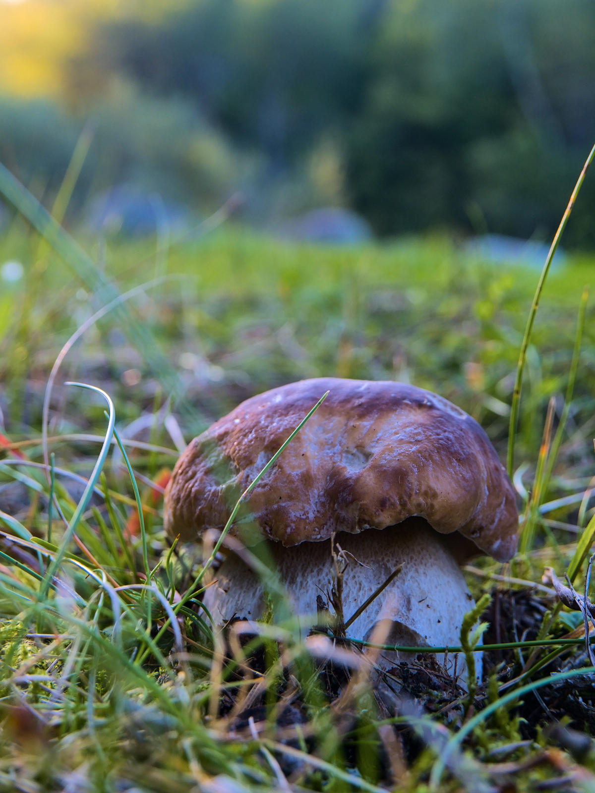 boletus edulis