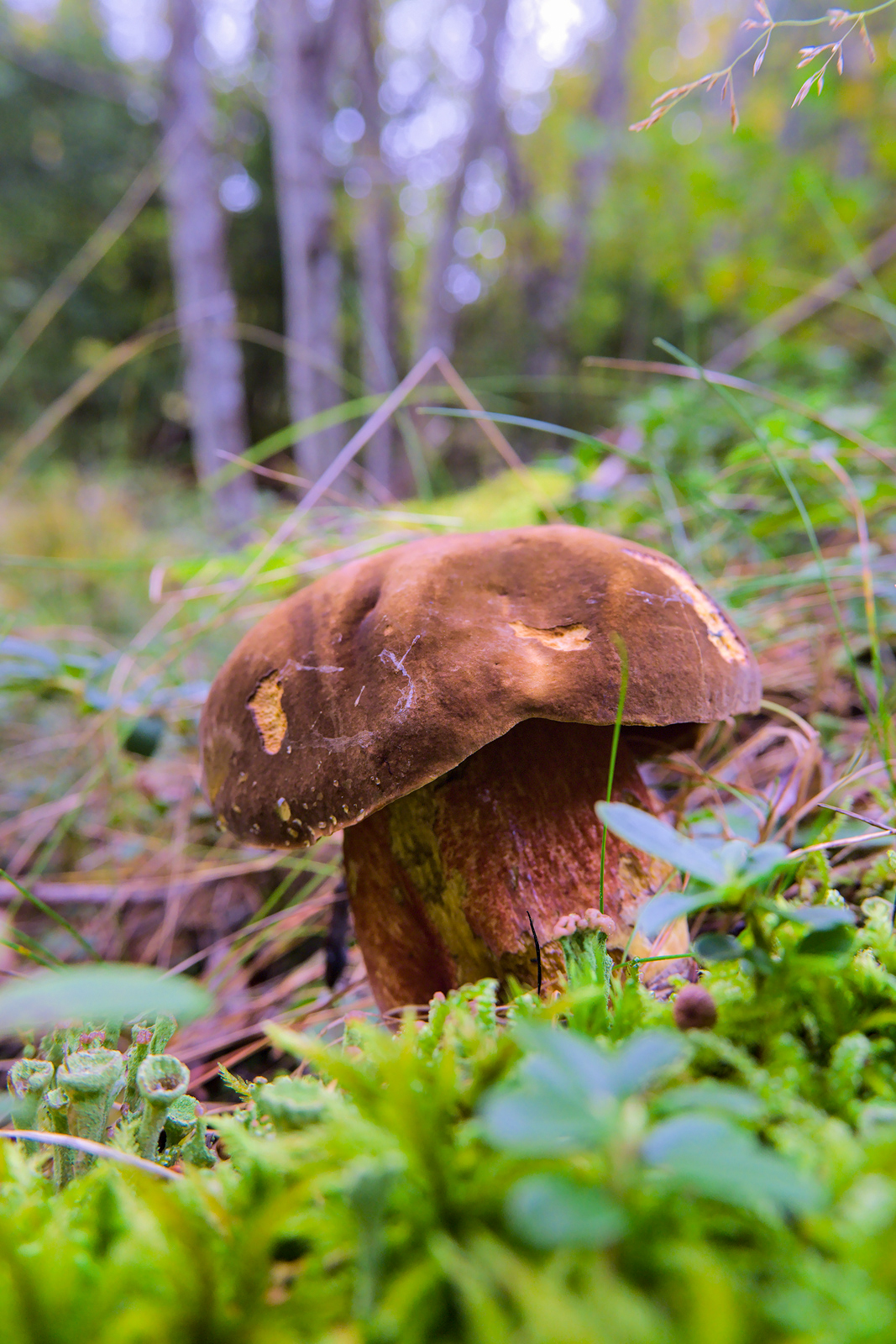 boletus