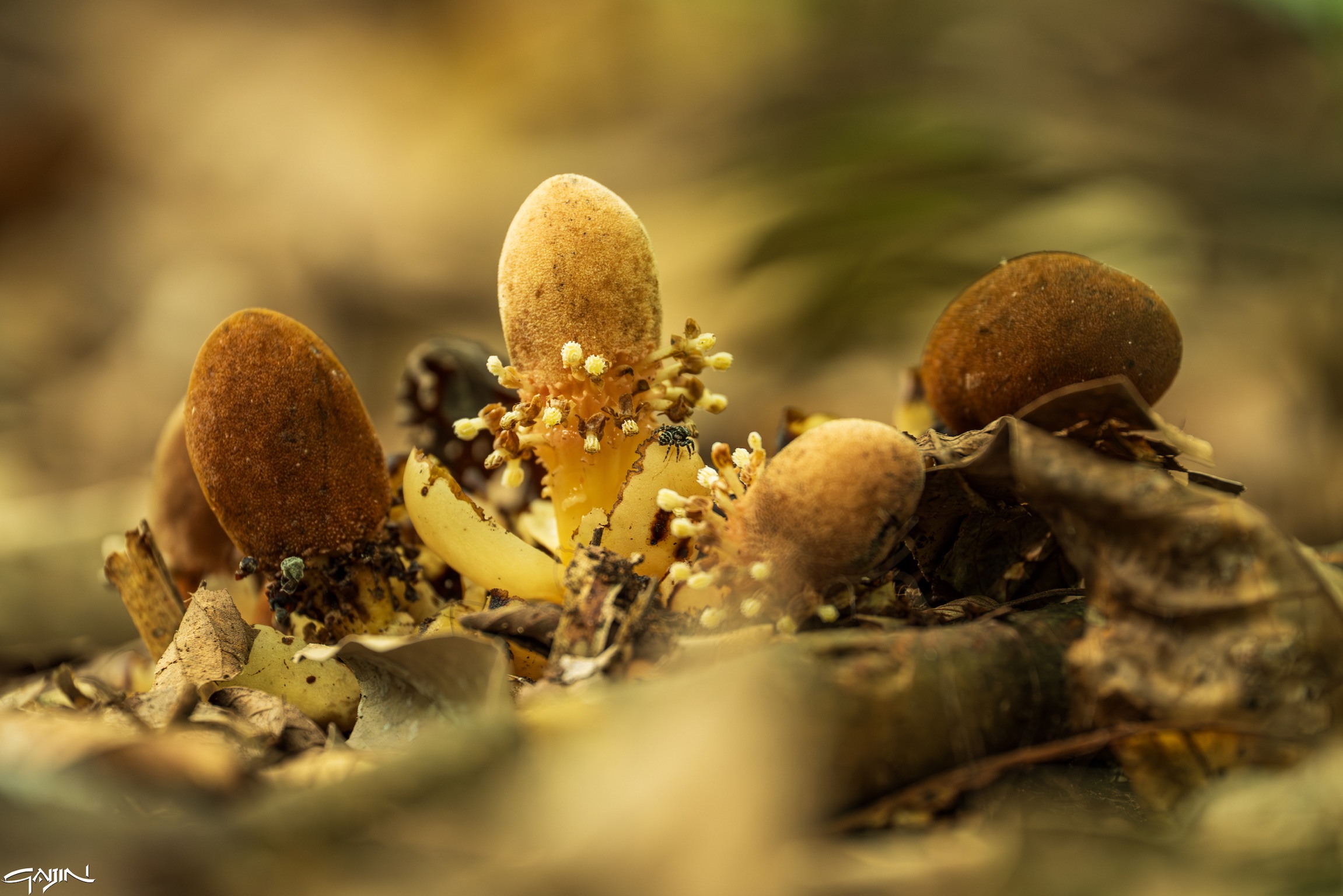 Funghetti australiani