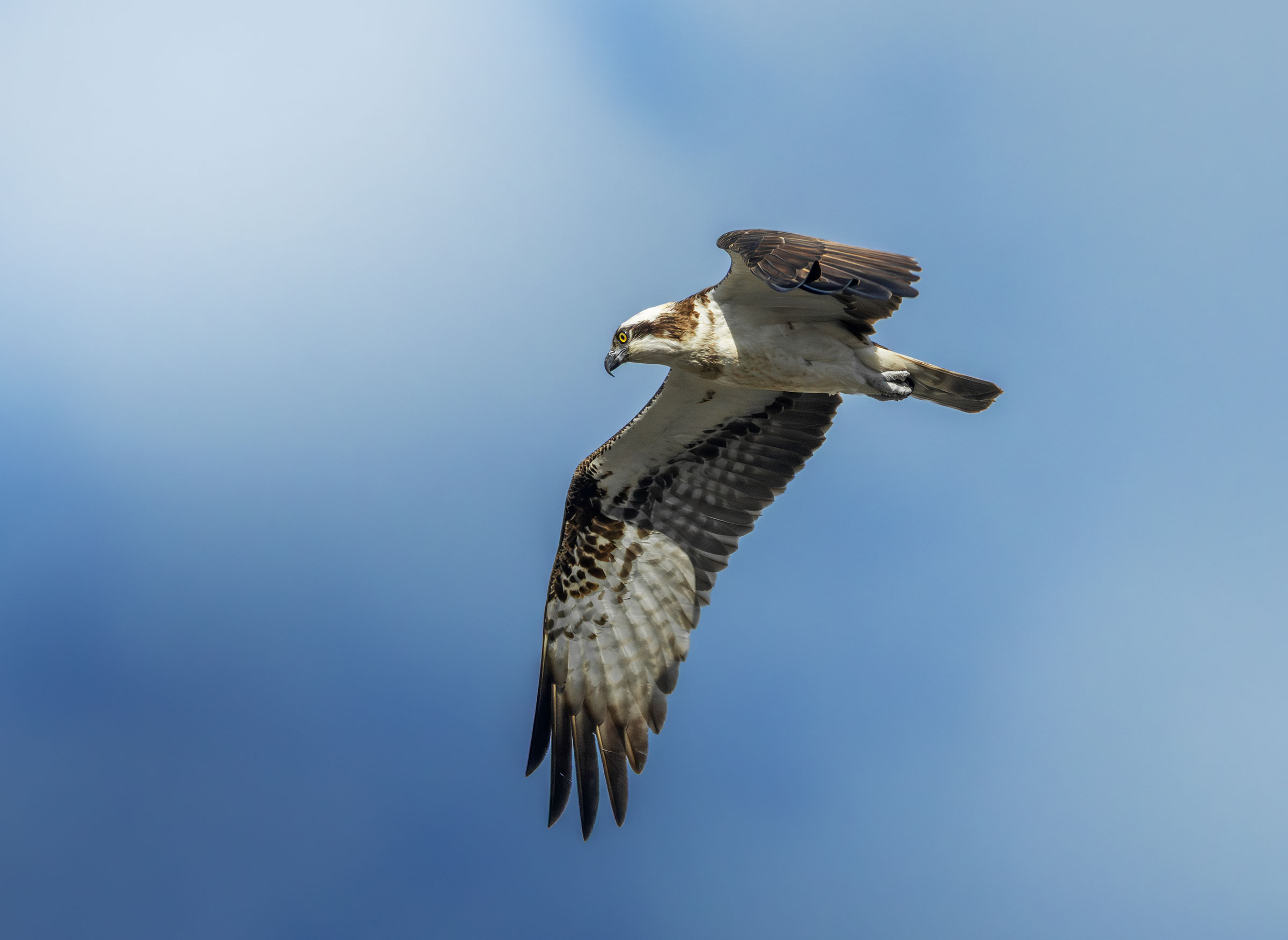 Osprey