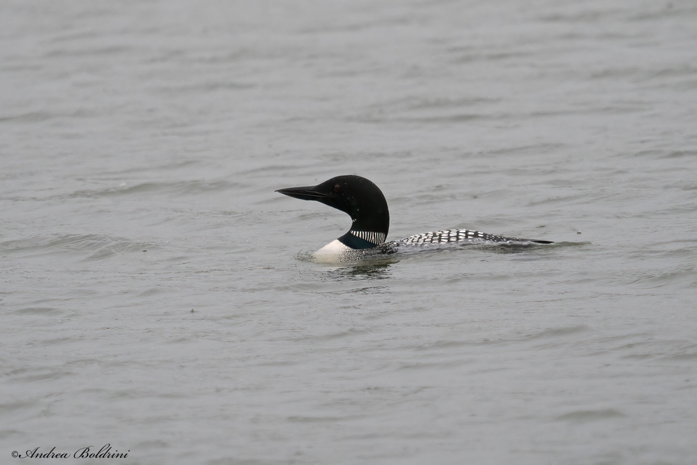 Great northern diver