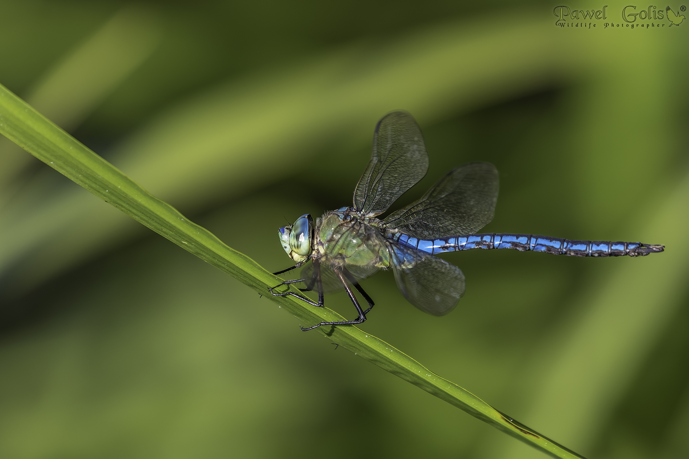 Libellula imperatore (Anax imperator)