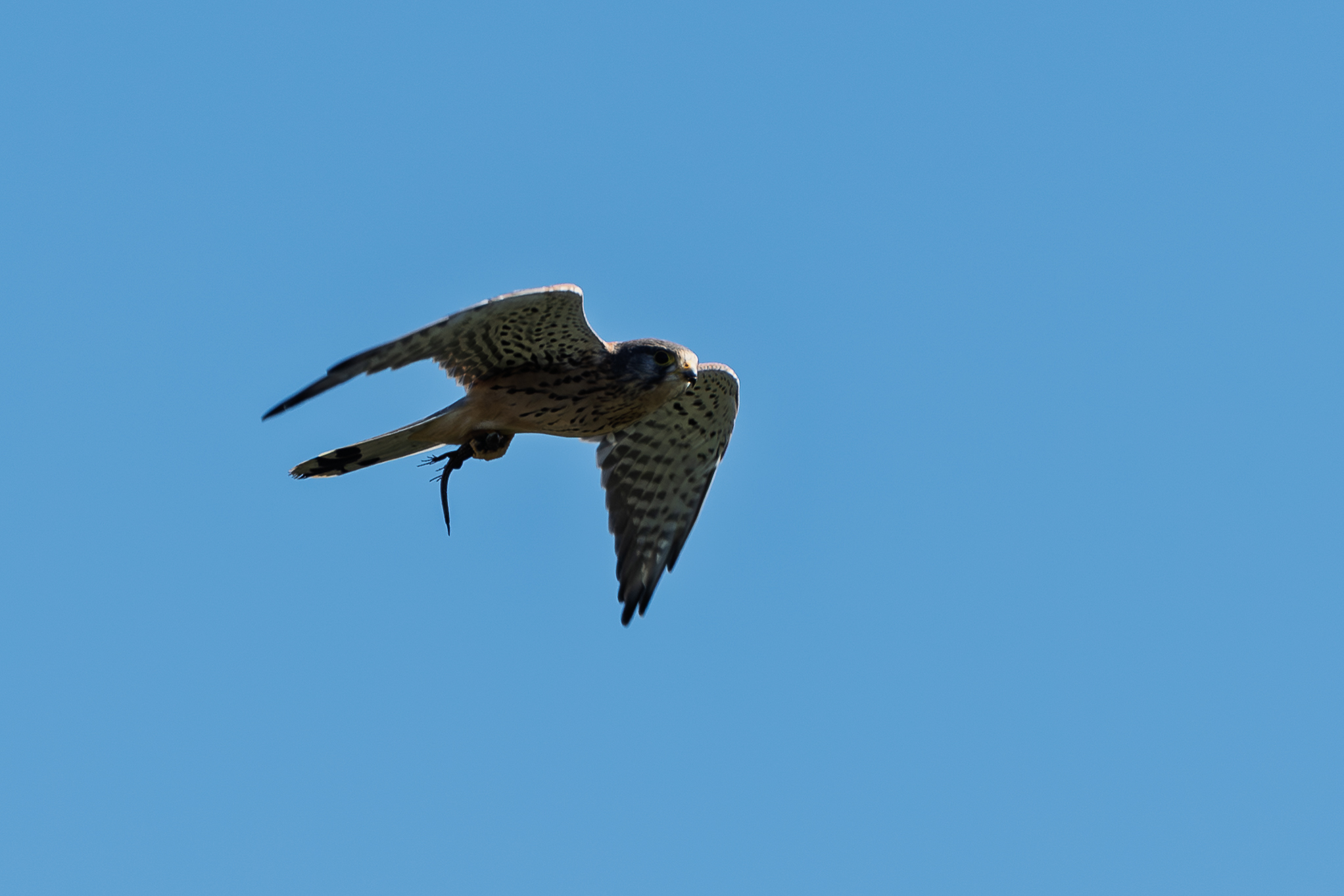 Kestrel
