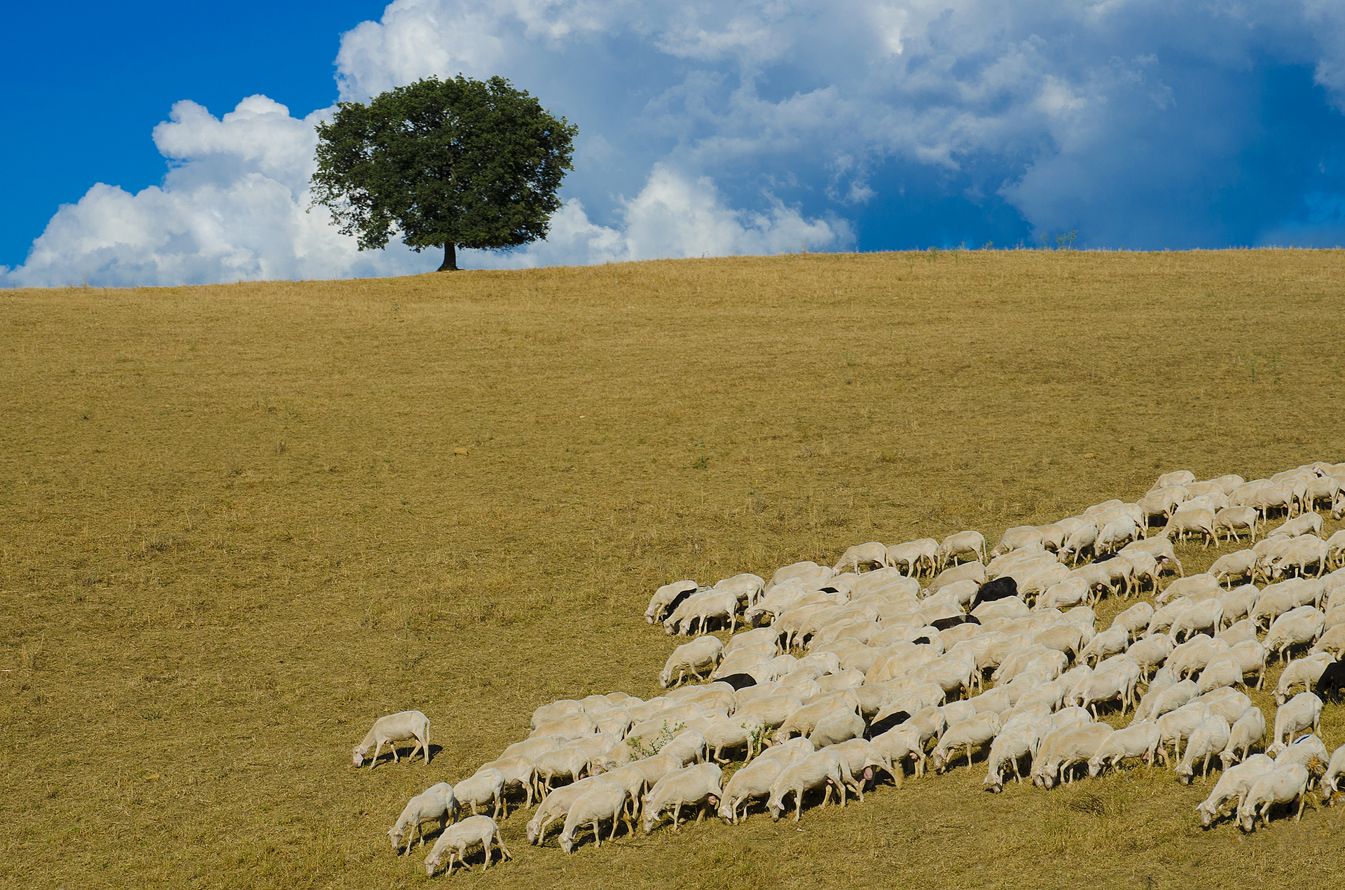 Transumanza in Maremma