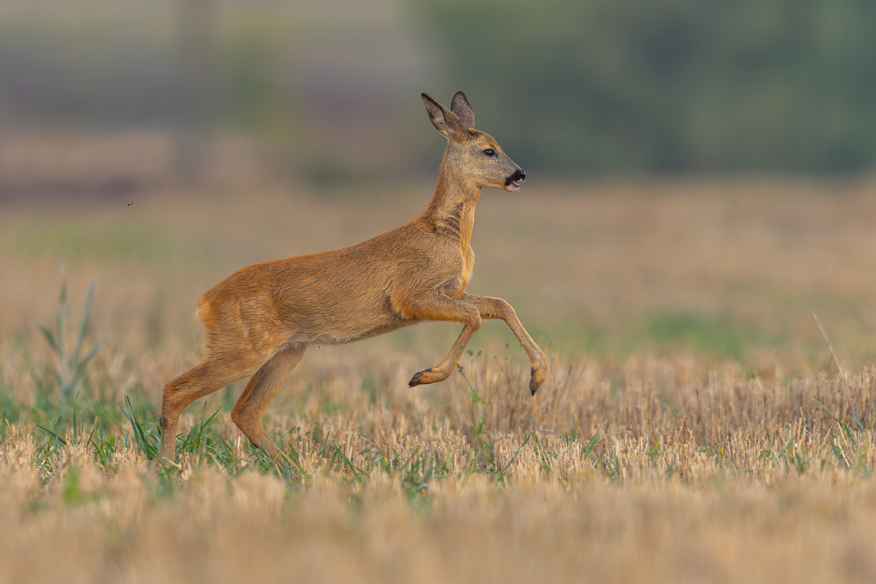 Roe deer