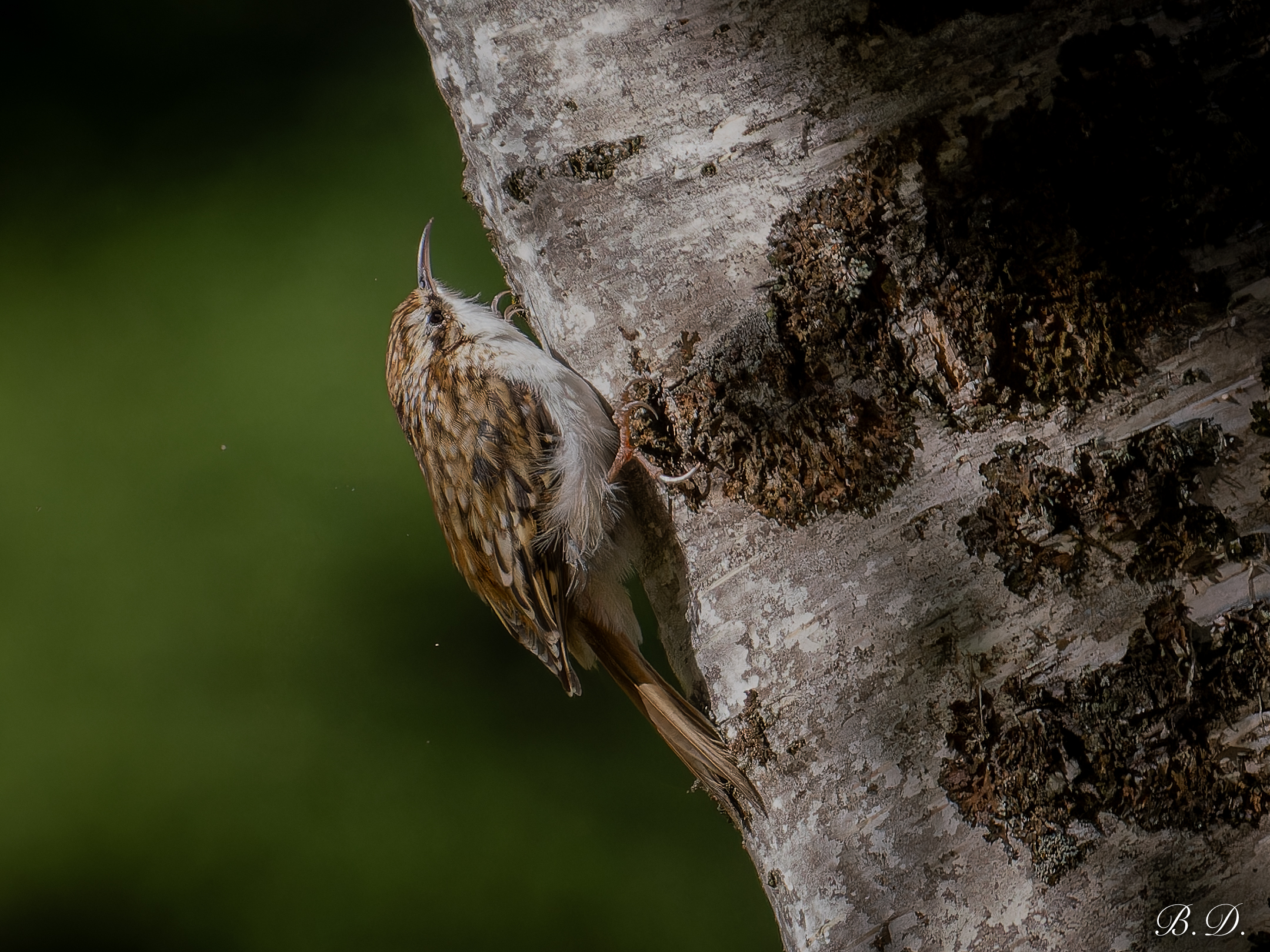 Certhia familiaris