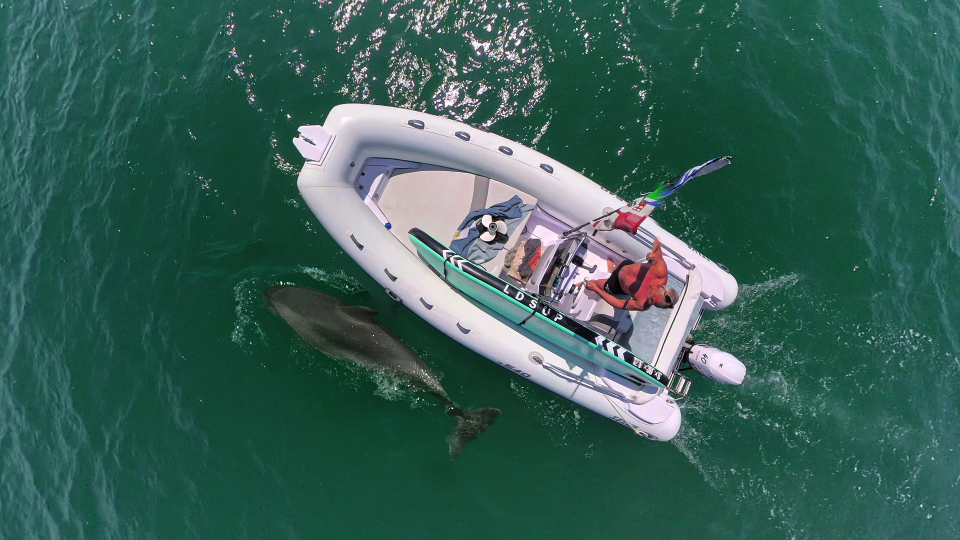 Dolphin...