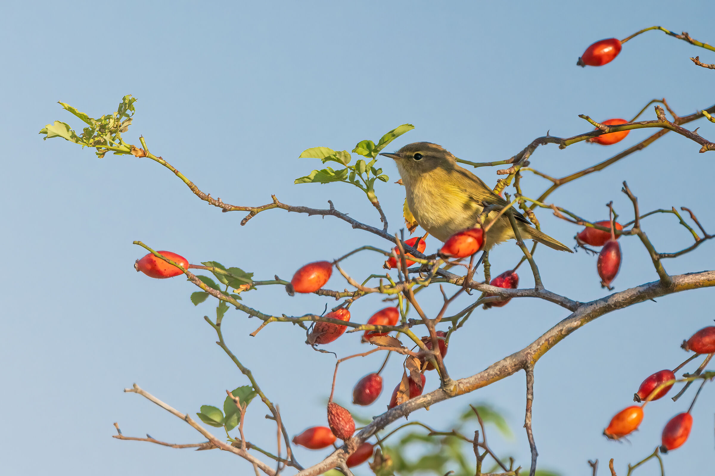 Luì piccolo su rosa canina