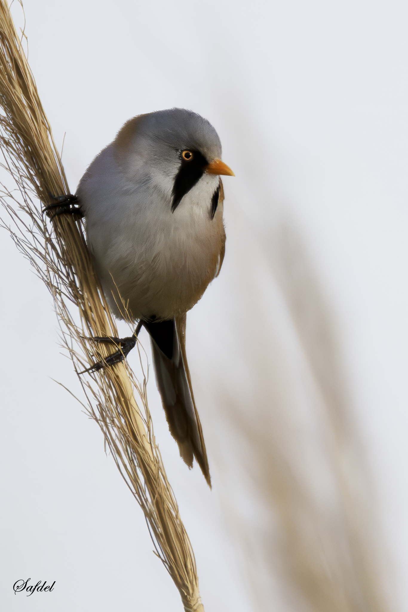 Bearded Reedling