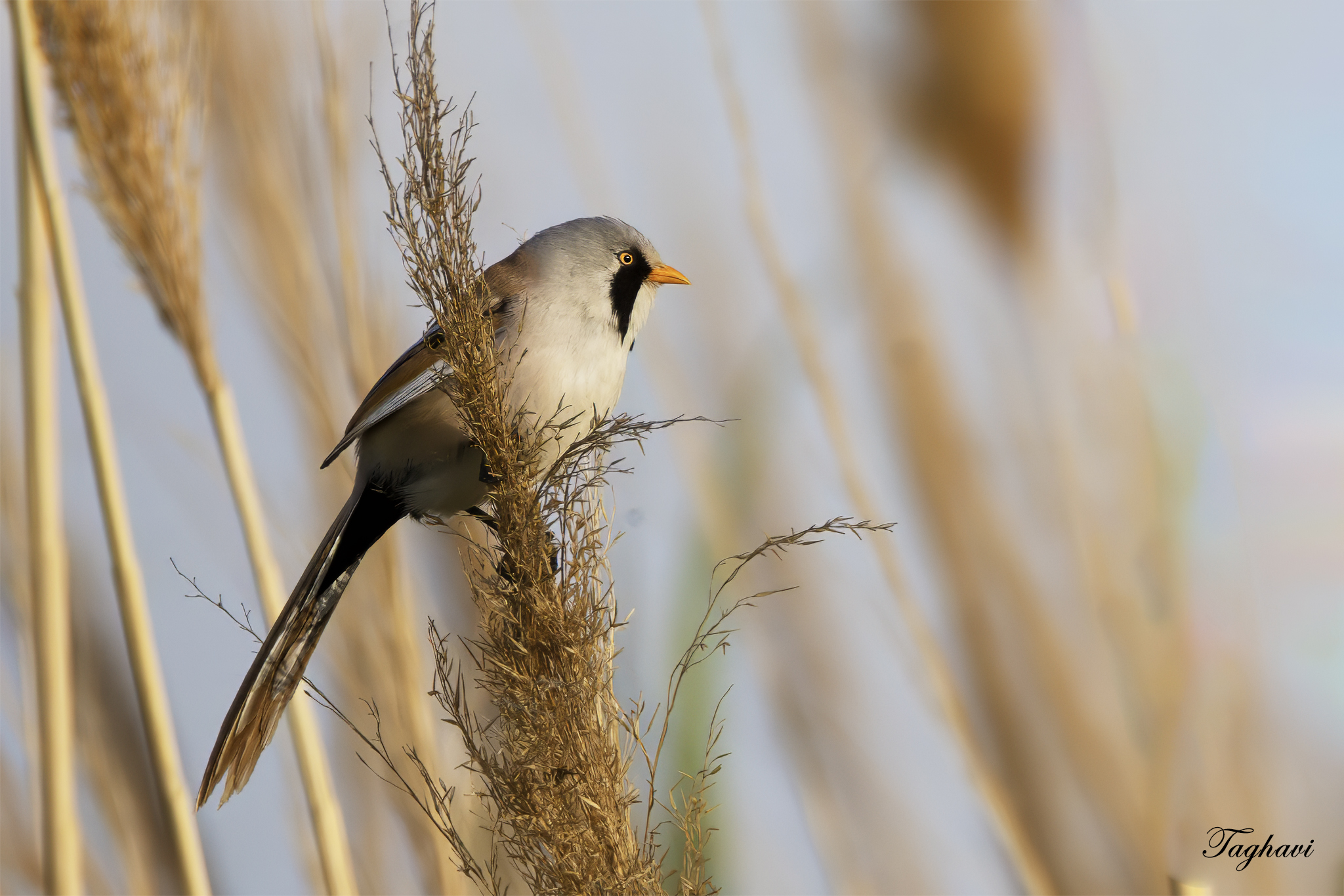 Bearded Reedling
