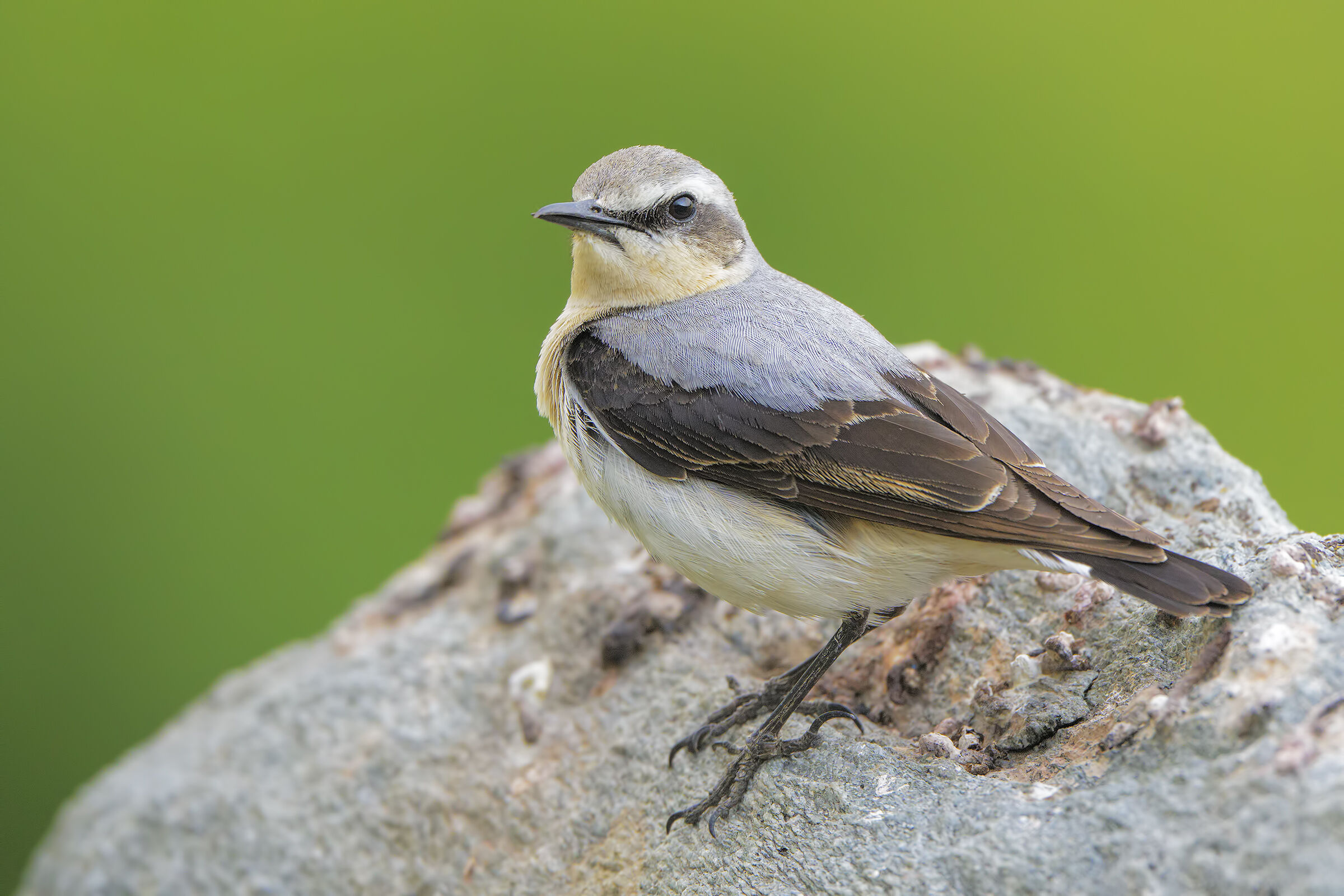 Northern wheatear