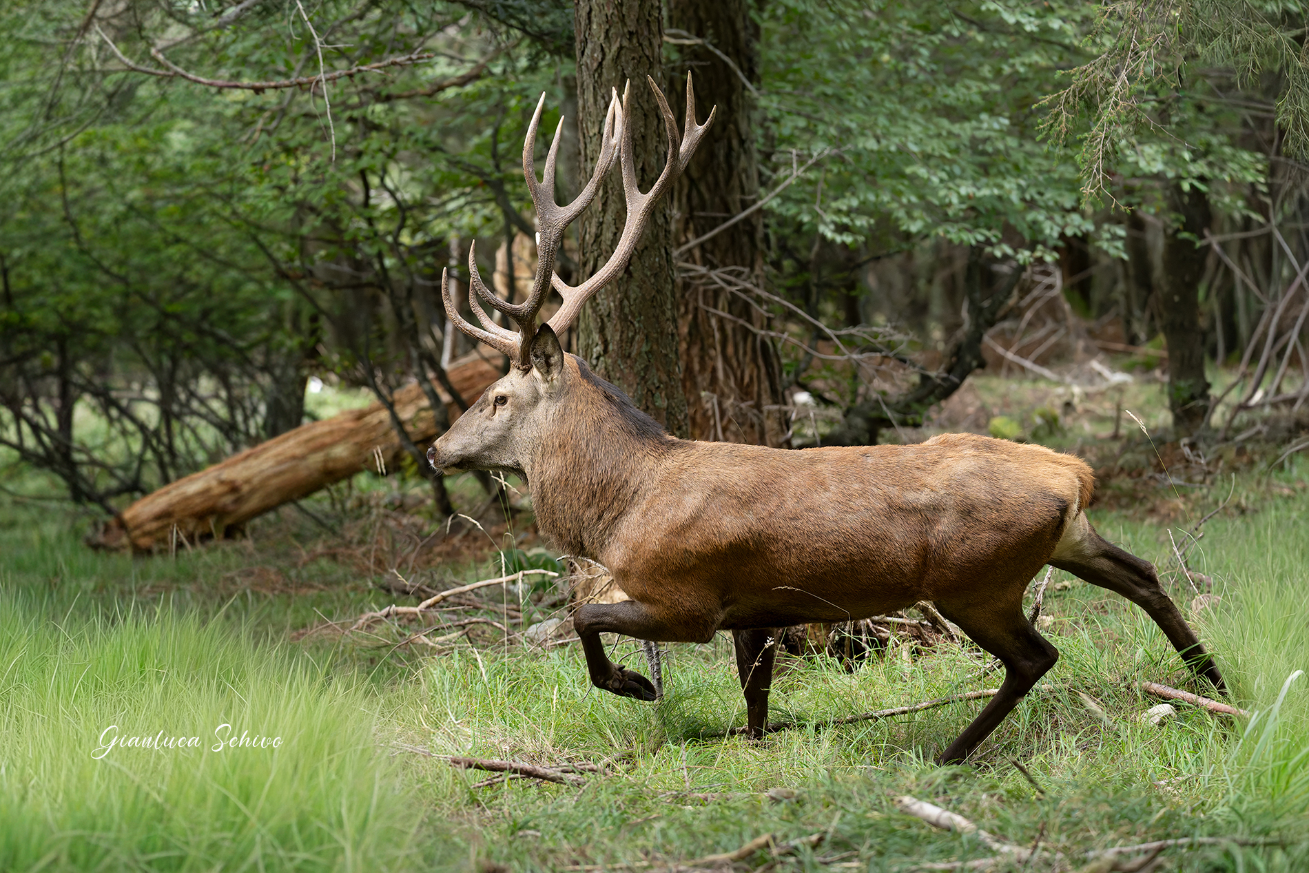 Majestic and proud step, sure of his strength. The king