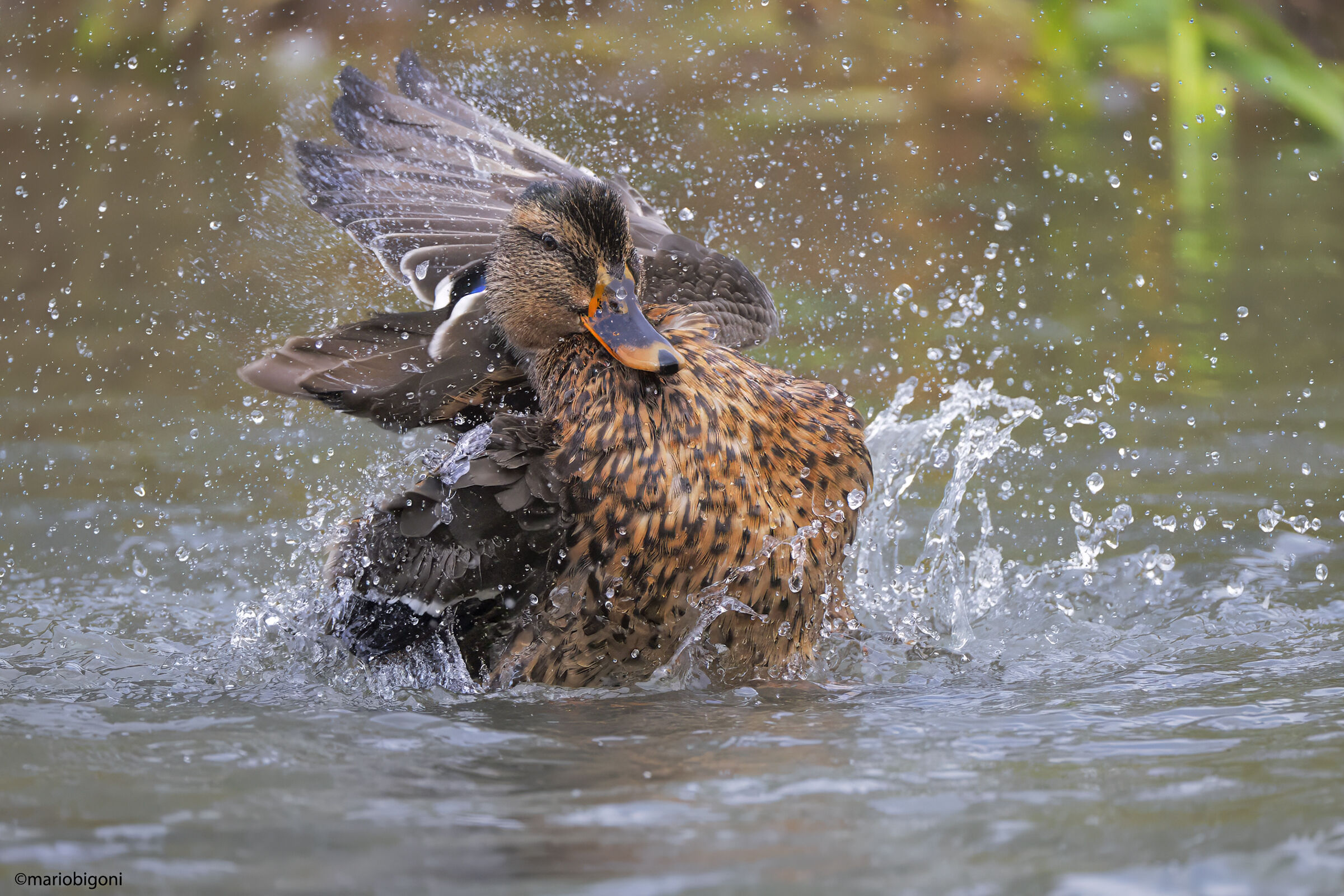Splash........
