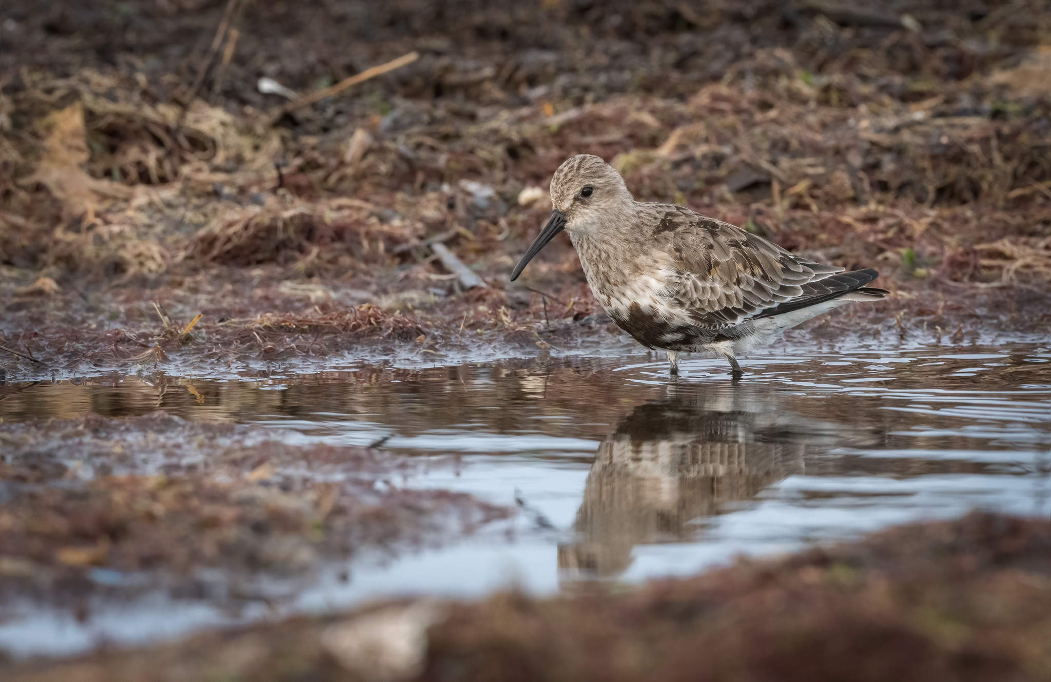 Dunlin