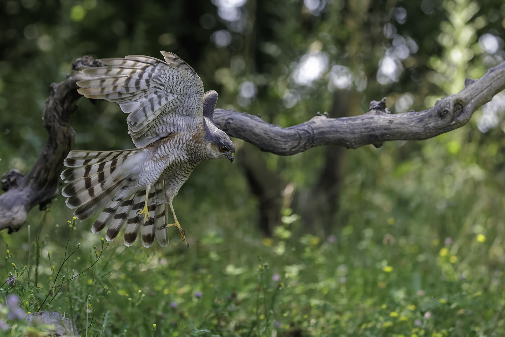 Male Sparrowhawk