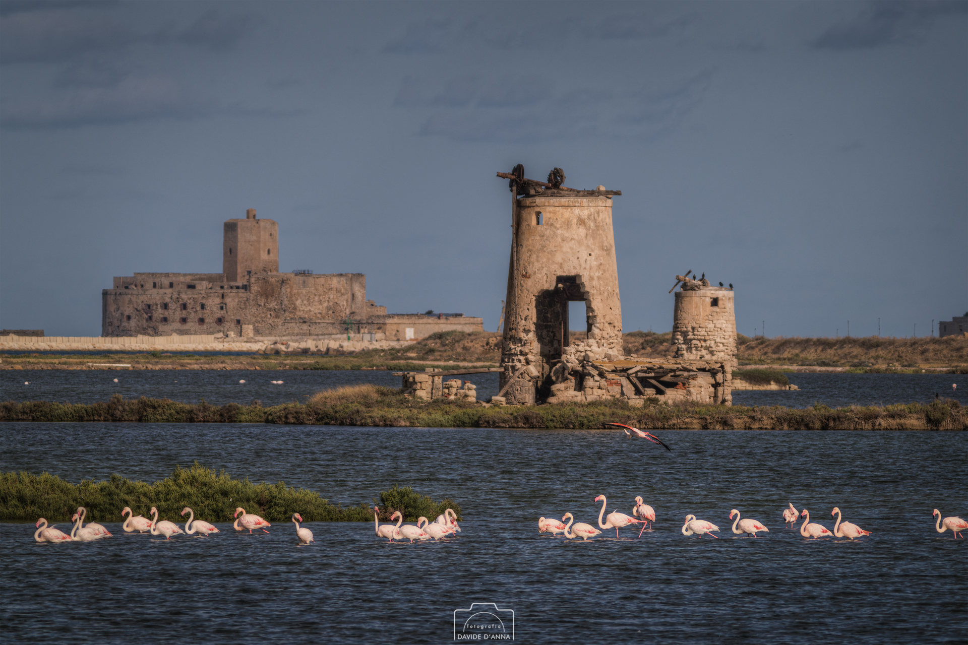 Pink flamingos dance among the salt pans of Trapani