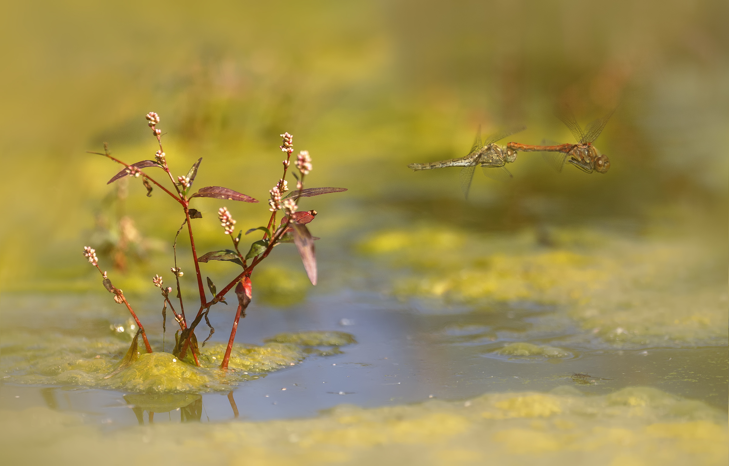 Sympetrum striolatum - tandem