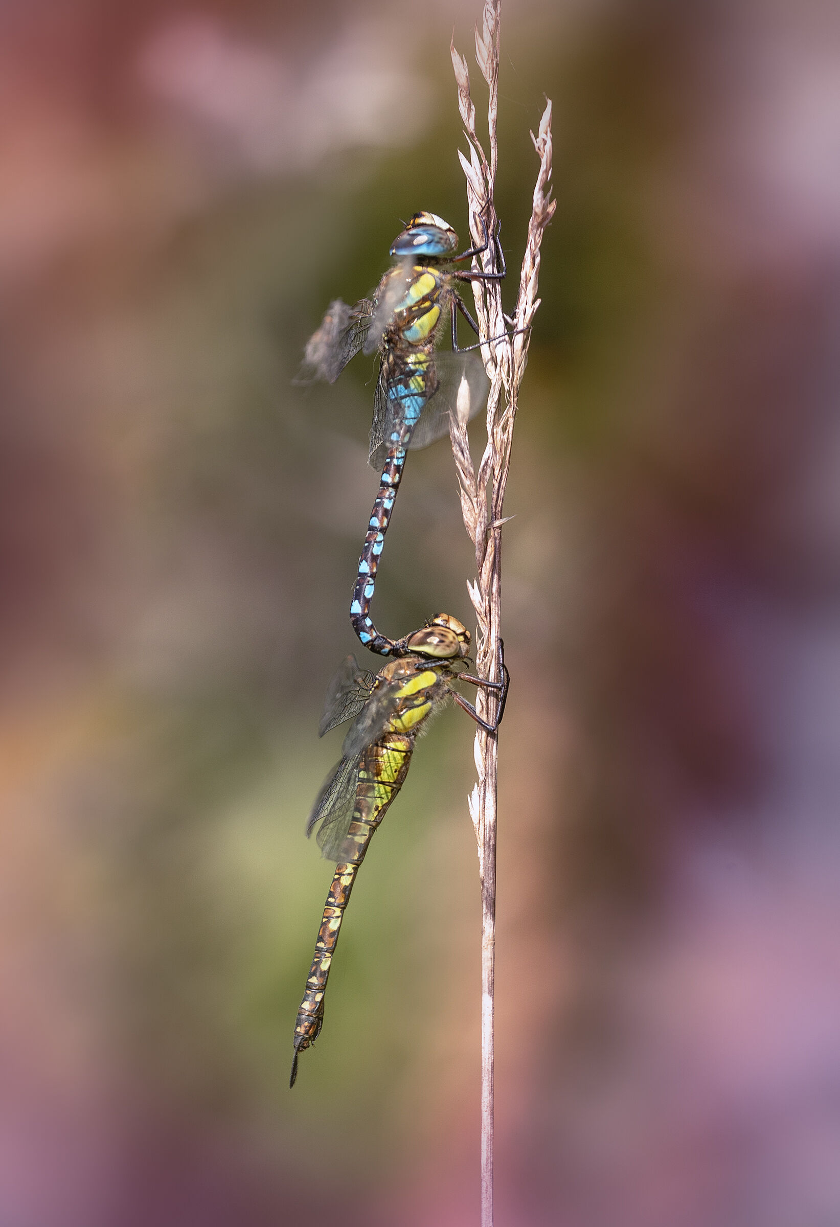 Aeshna mixta - tandem