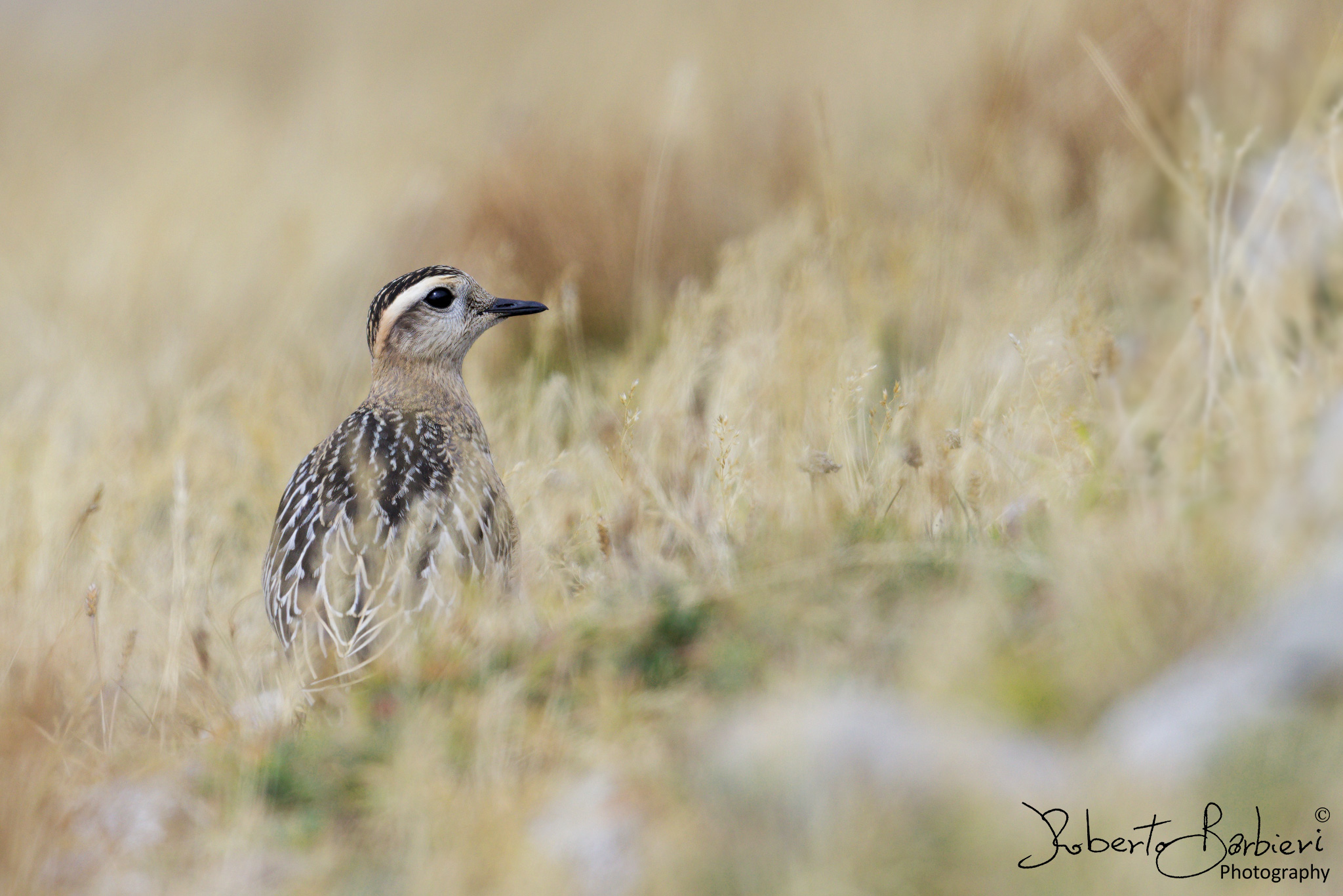 Tortolino Plover