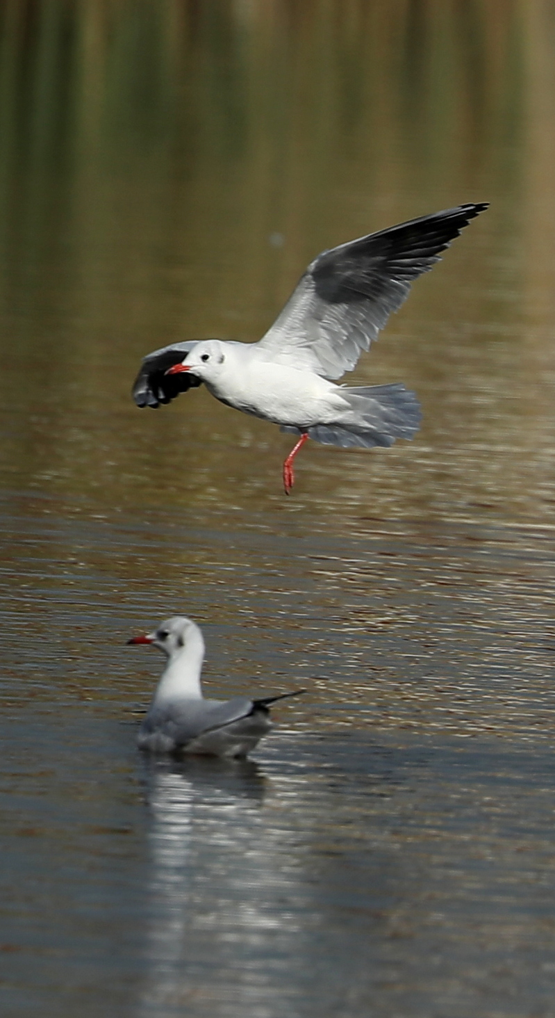 Seagulls 2