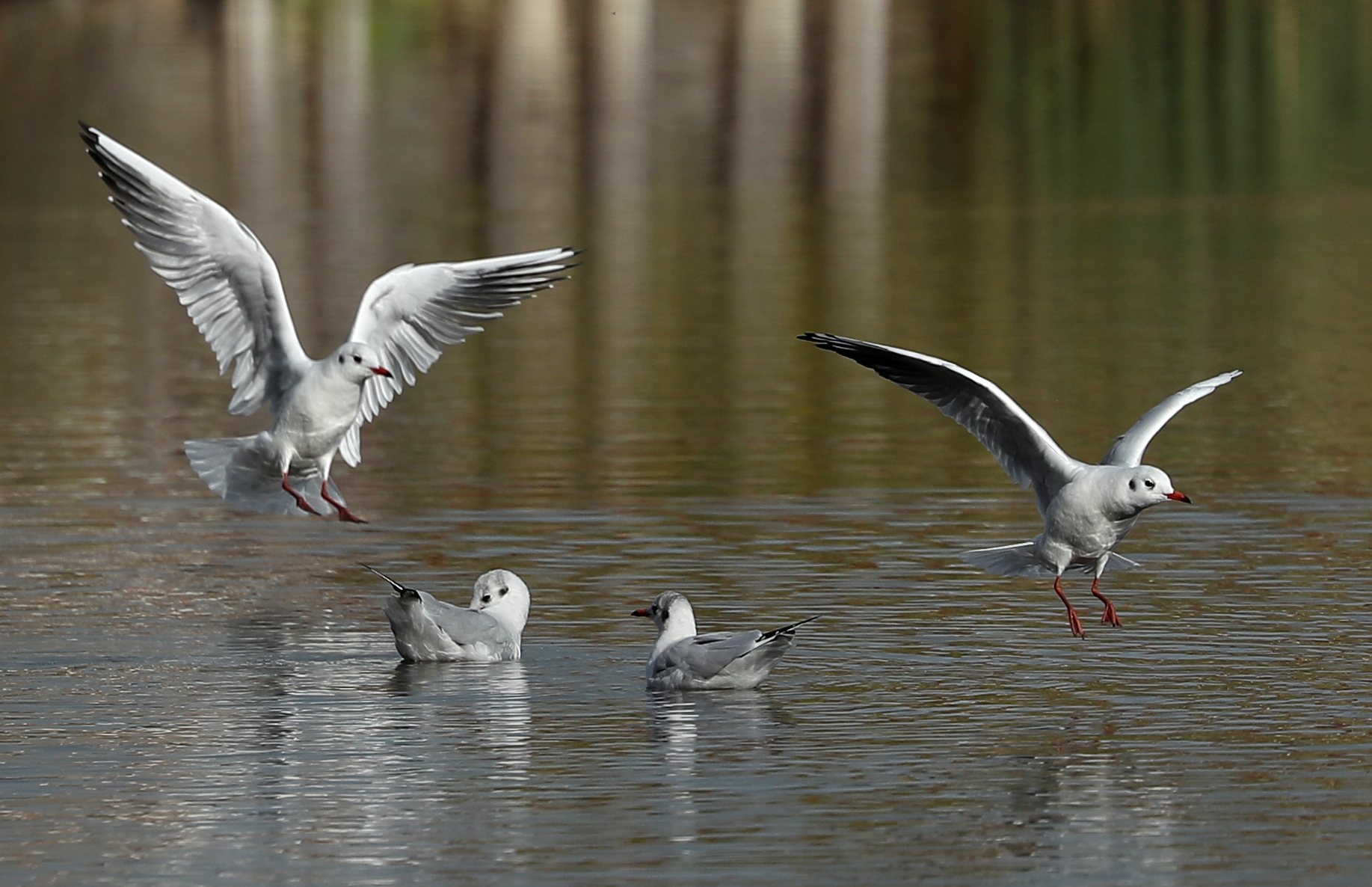 Seagulls 4