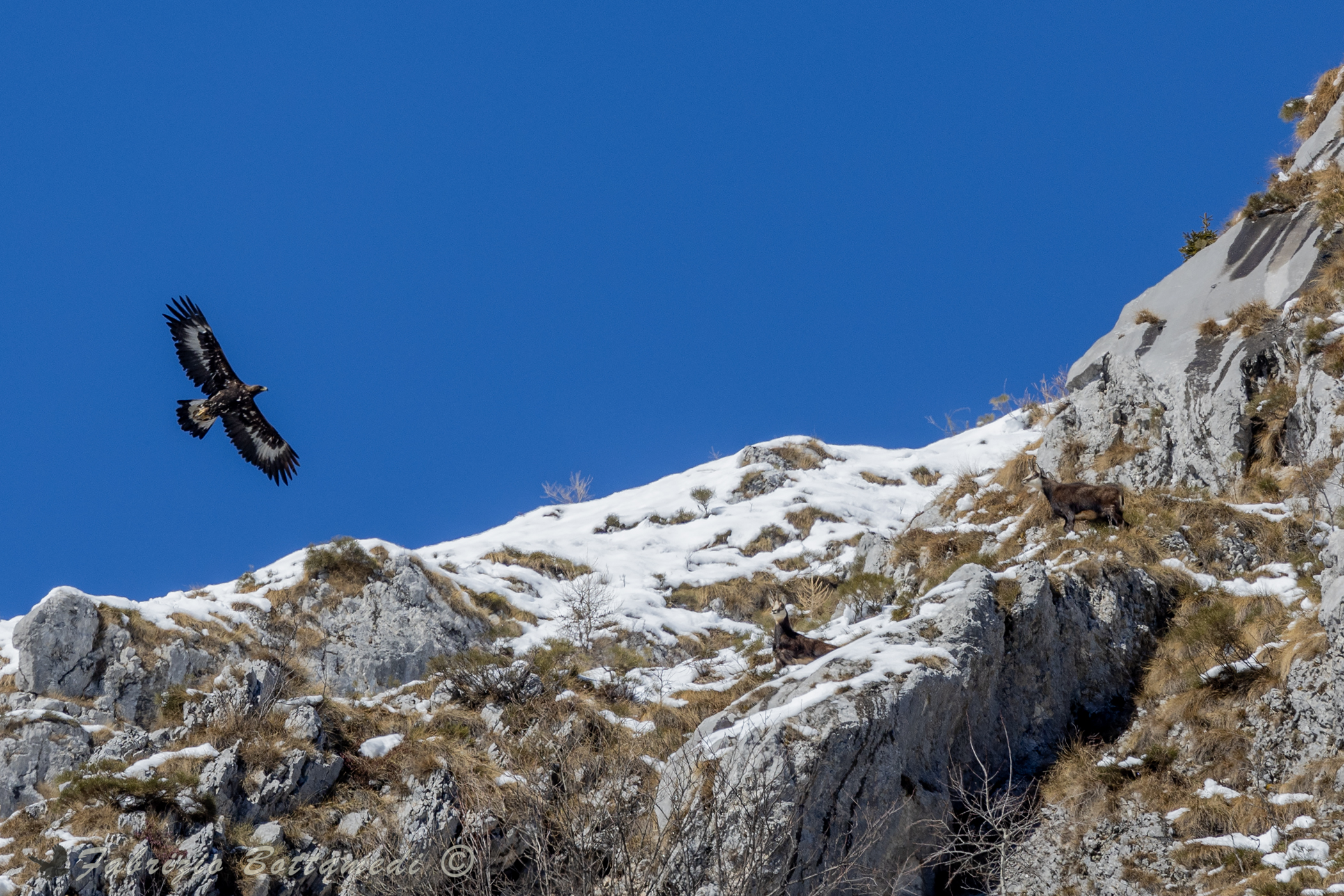Panico, il pericolo viene dal cielo !
