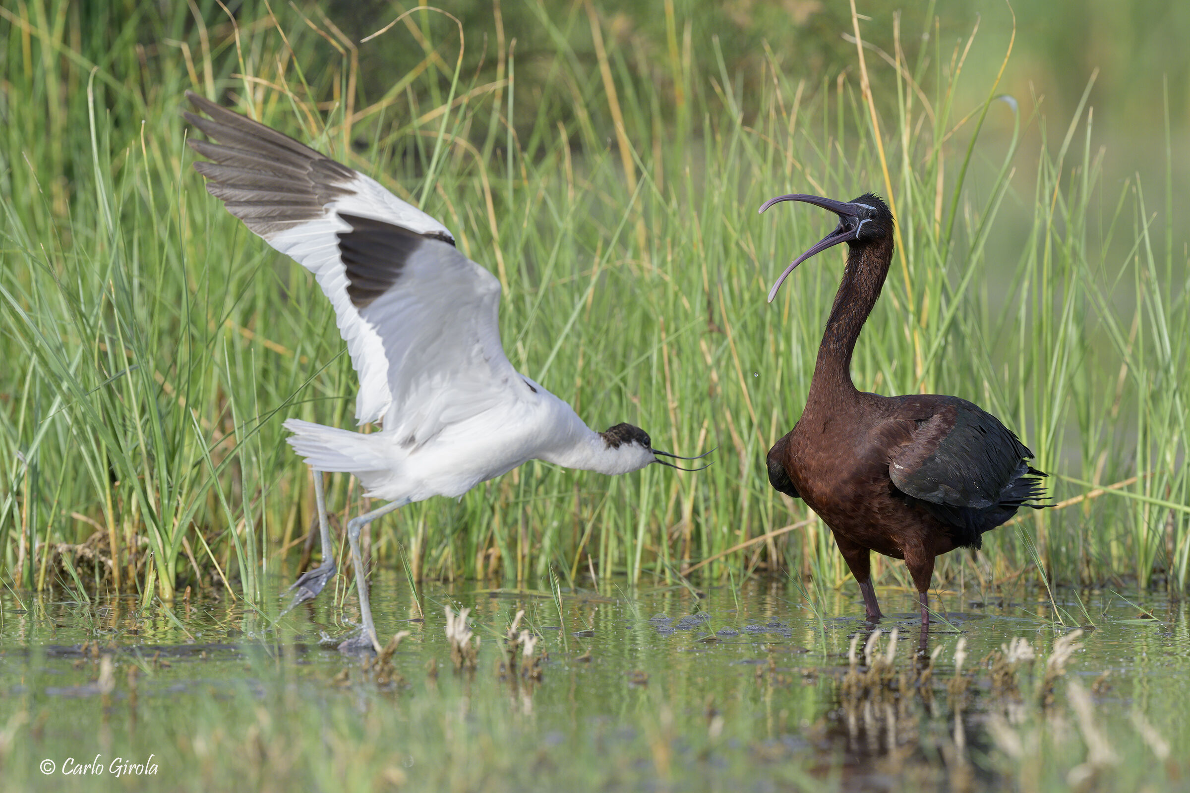 Avocetta vs. Mignattaio