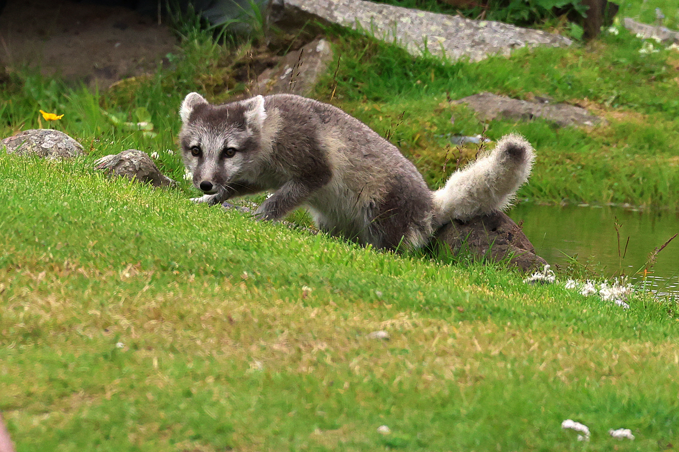 Arctic Fox