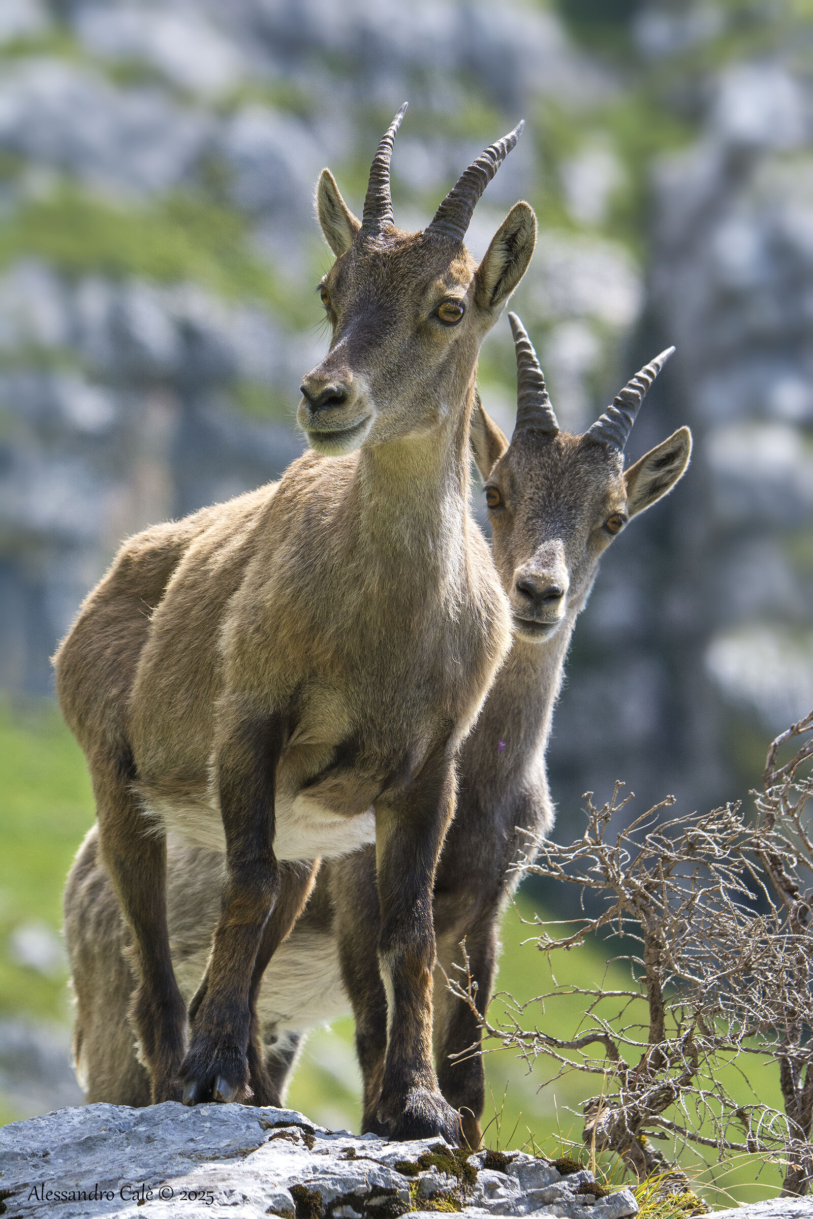 Ibex Goat (Ibex) 7690