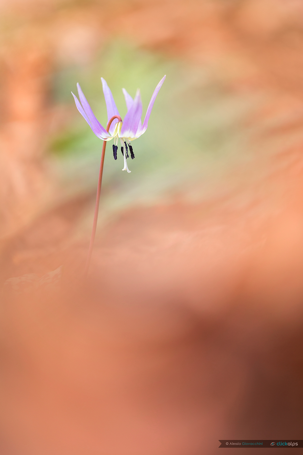Erythronium dens-canis