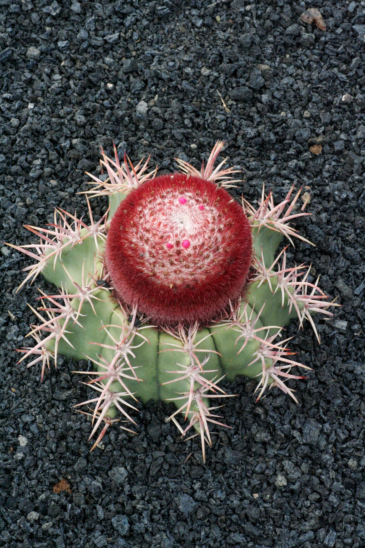 Little cactus