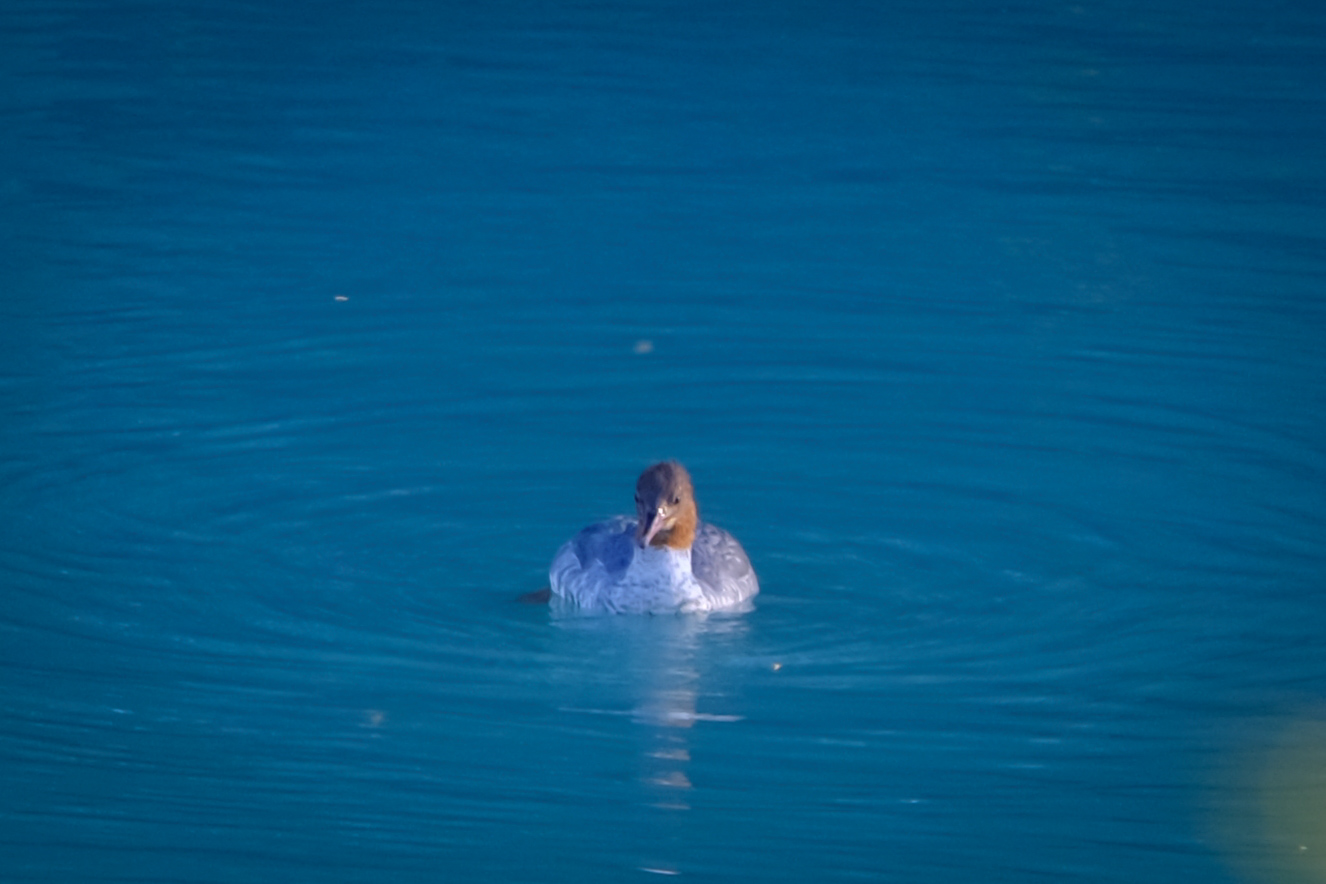 Eurasian Merganser (Mergus merganser)