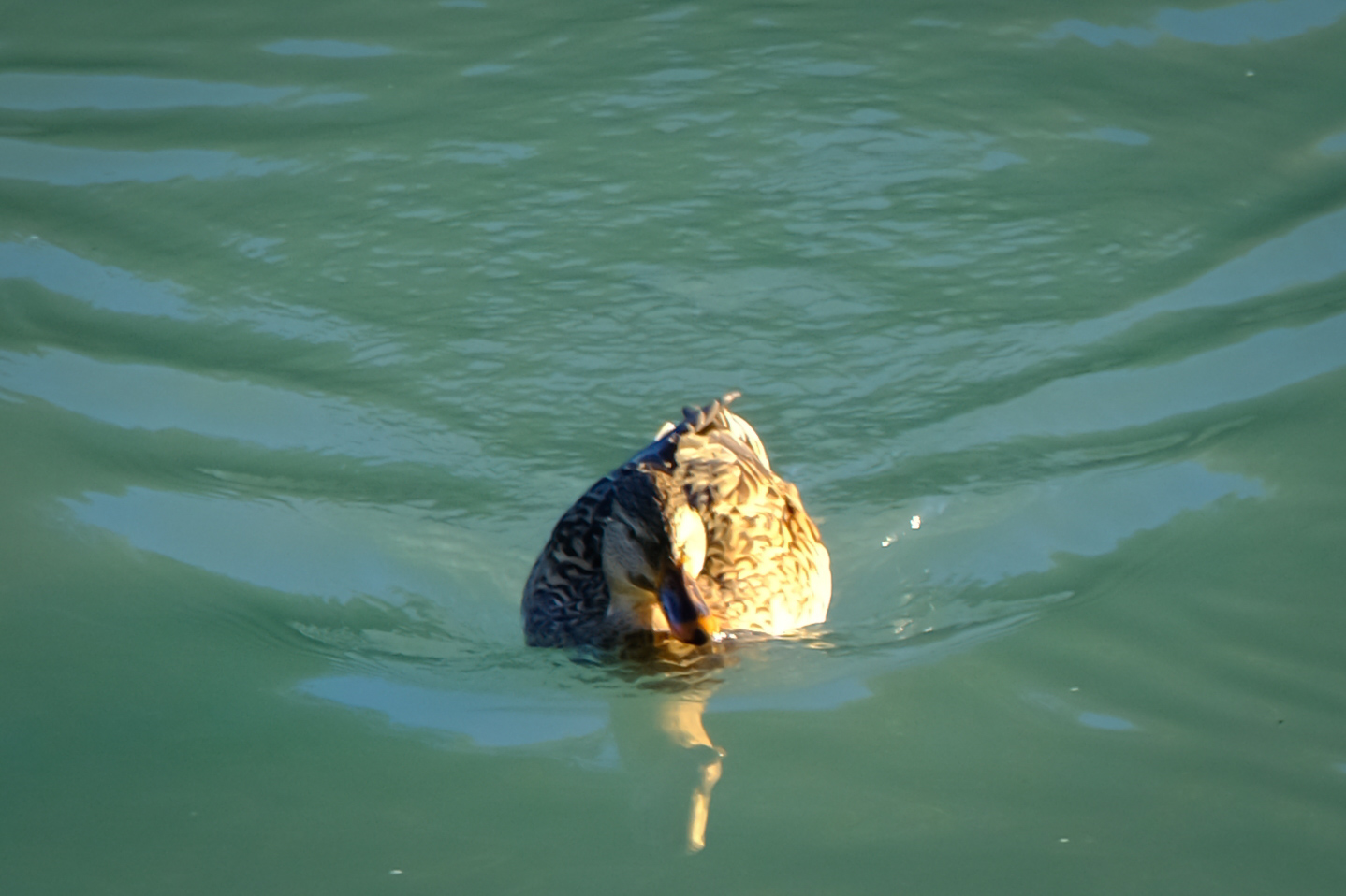 Mallard (Anas platyrhynchos)